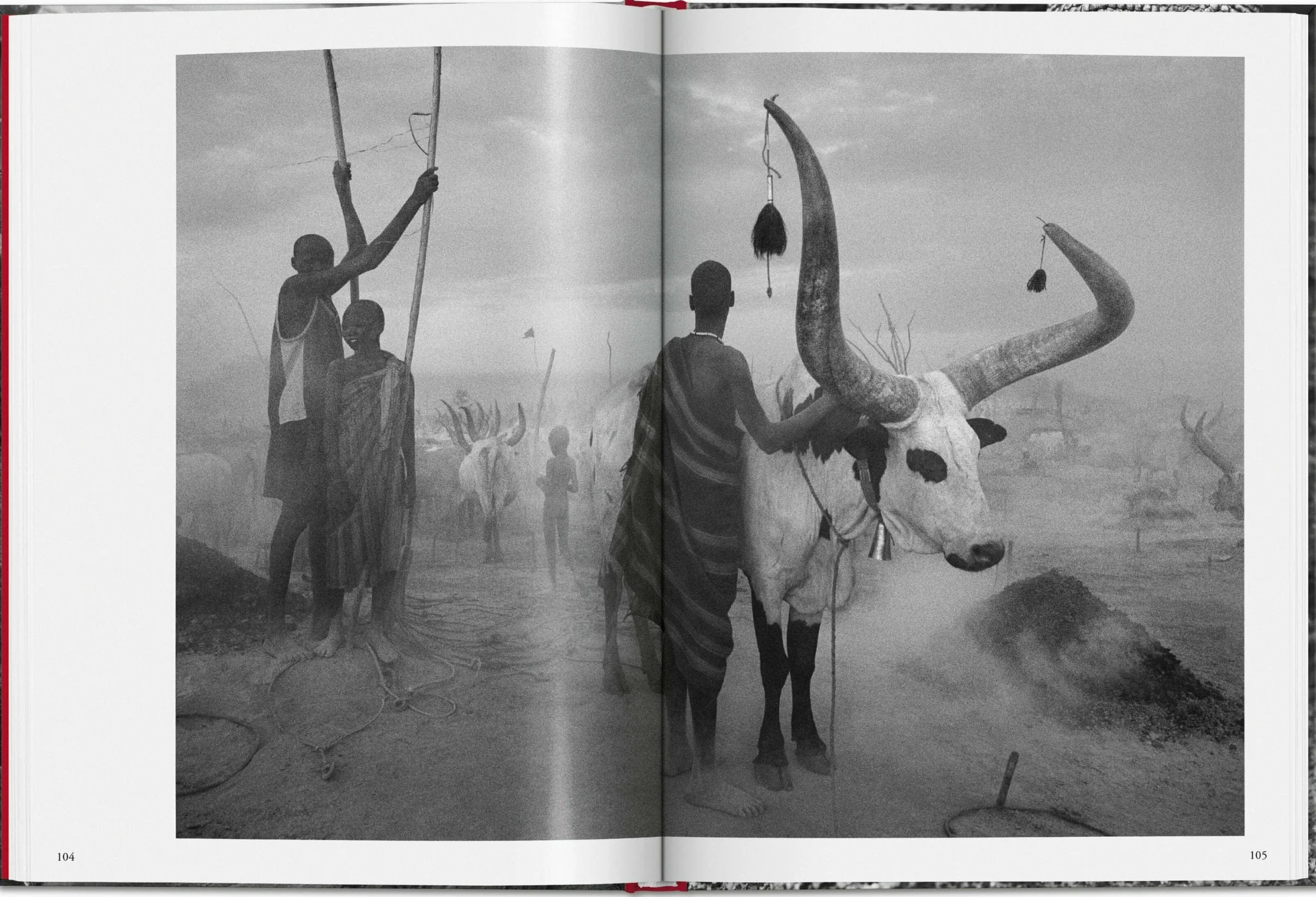 Salgado, Genesis