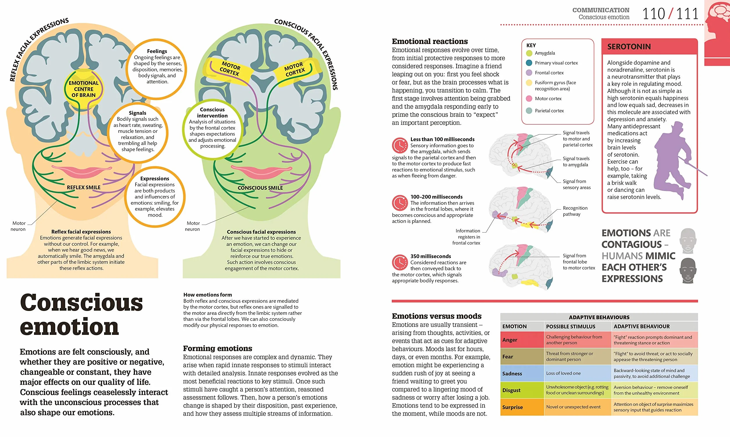 How the Brain Works: The Facts Visually Explained (How Things Work)