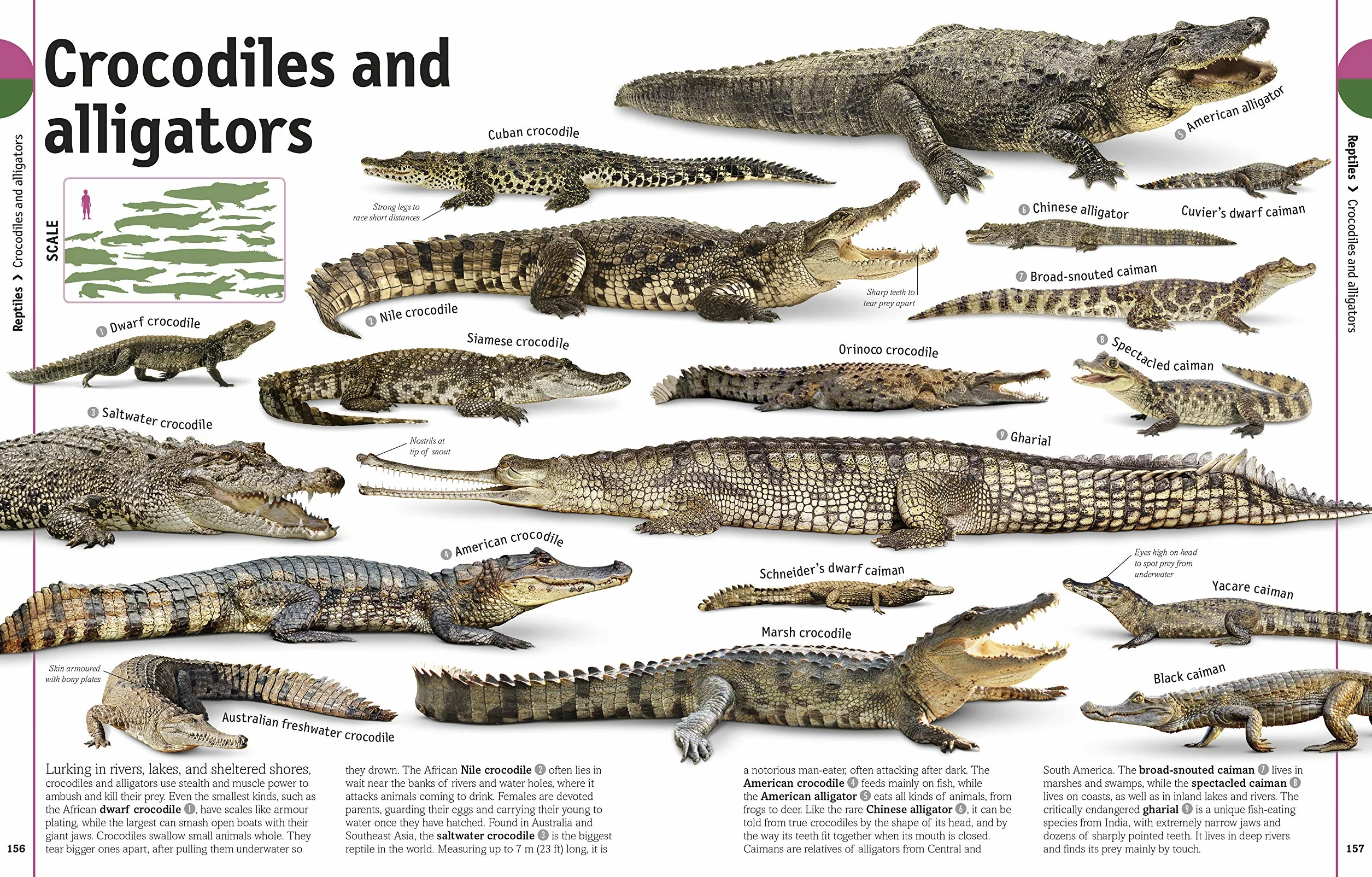 The Our World in Pictures The Animal Book: A Visual Encyclopedia of Life on Earth (DK Our World in Pictures): A Visual Animal Kingdom Encyclopedia for Kids
