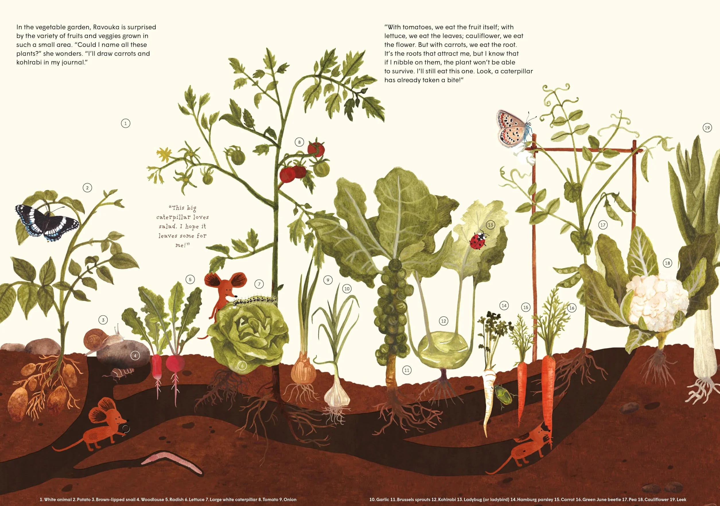 Little Mouse's Encyclopedia: A Picture Book about the Wonders of Nature