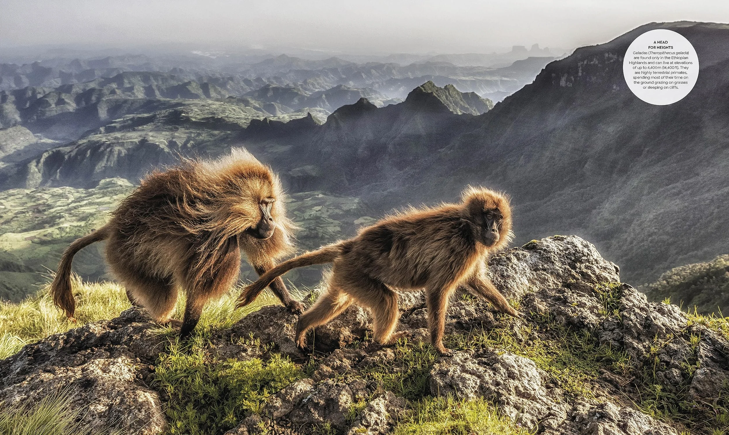 Habitats: Discover Earth's Precious Wild Places