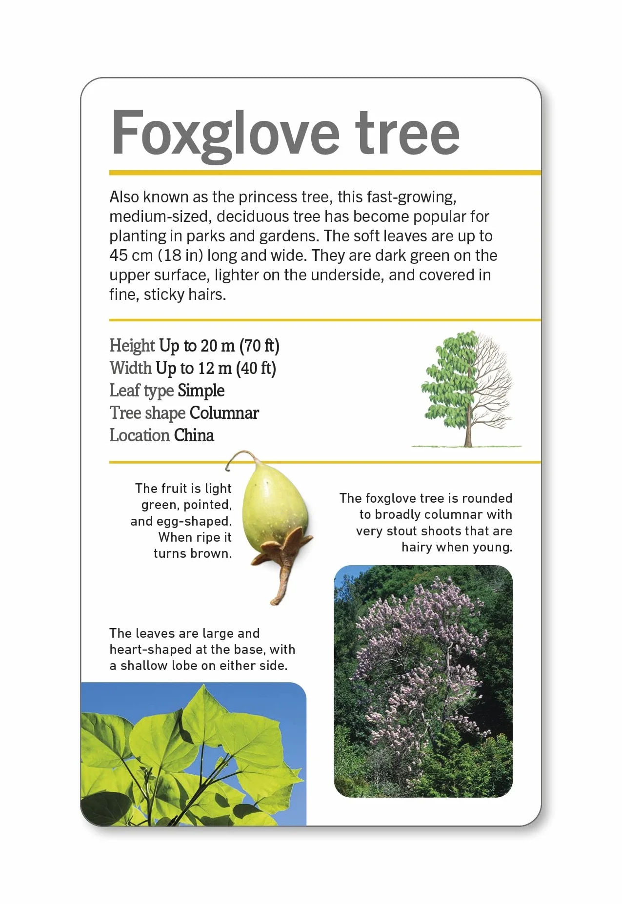 Our World in Pictures Trees of the World Flash Cards