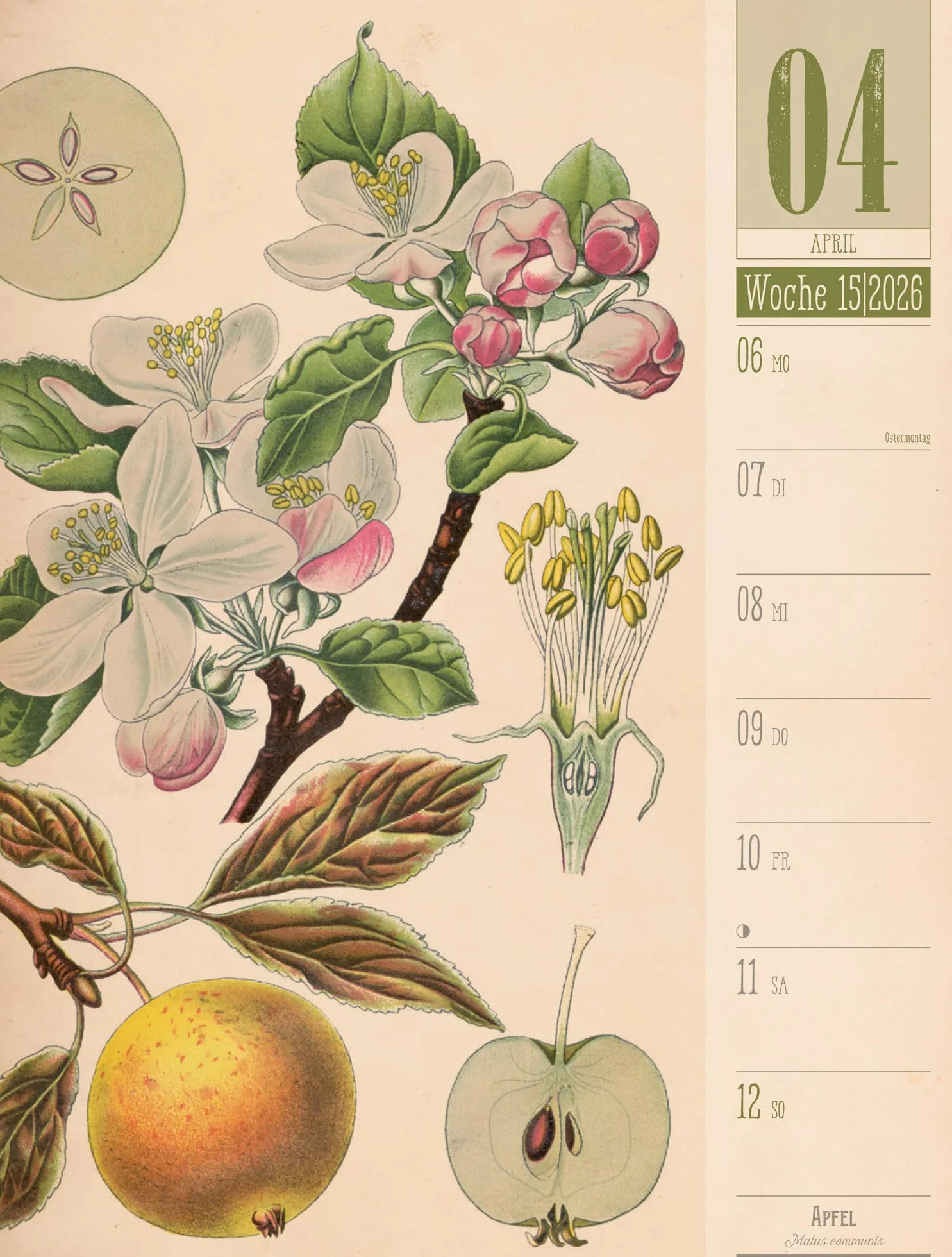 Culinarium Wochenplaner Kalender 2026 | Küche, Kräuter, Kurioses: Informativer Küchen-Wochenkalender im Hochformat (25x33 cm) | Vintage & Retro
