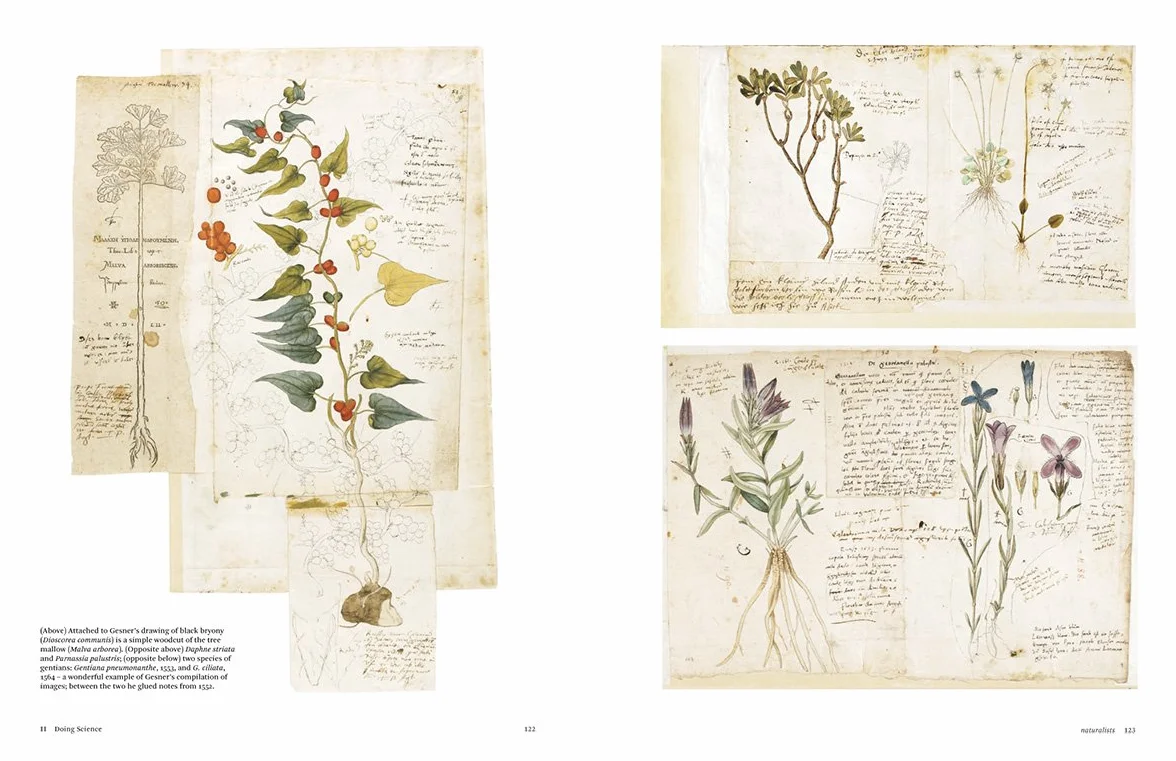 Botanical Sketchbooks (paperback) /anglais