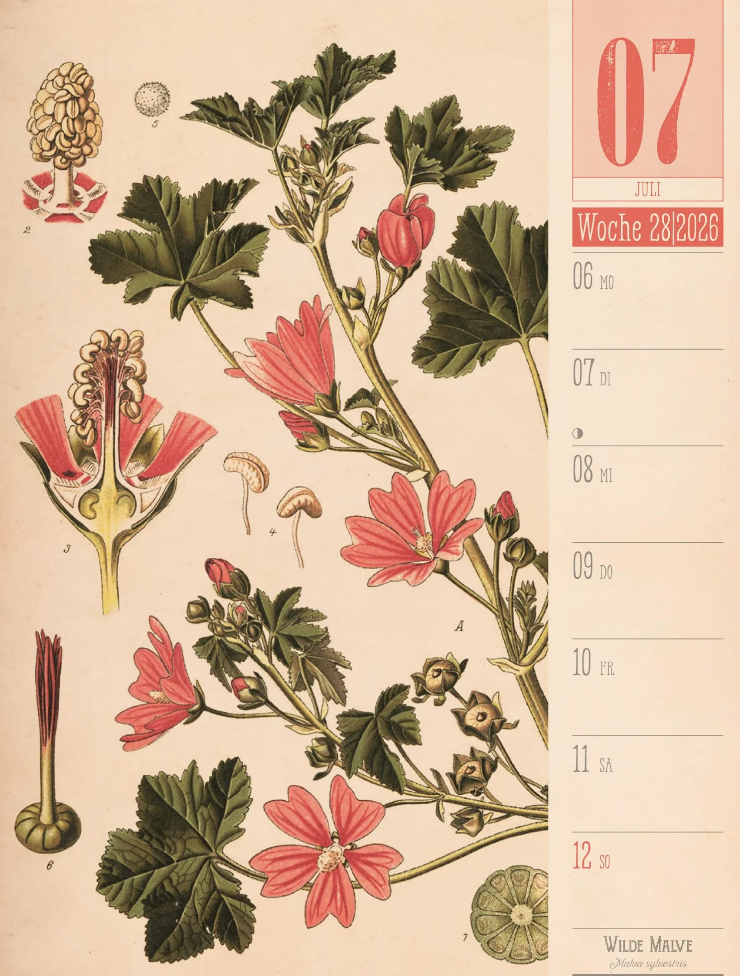 Culinarium Wochenplaner Kalender 2026 | Küche, Kräuter, Kurioses: Informativer Küchen-Wochenkalender im Hochformat (25x33 cm) | Vintage & Retro