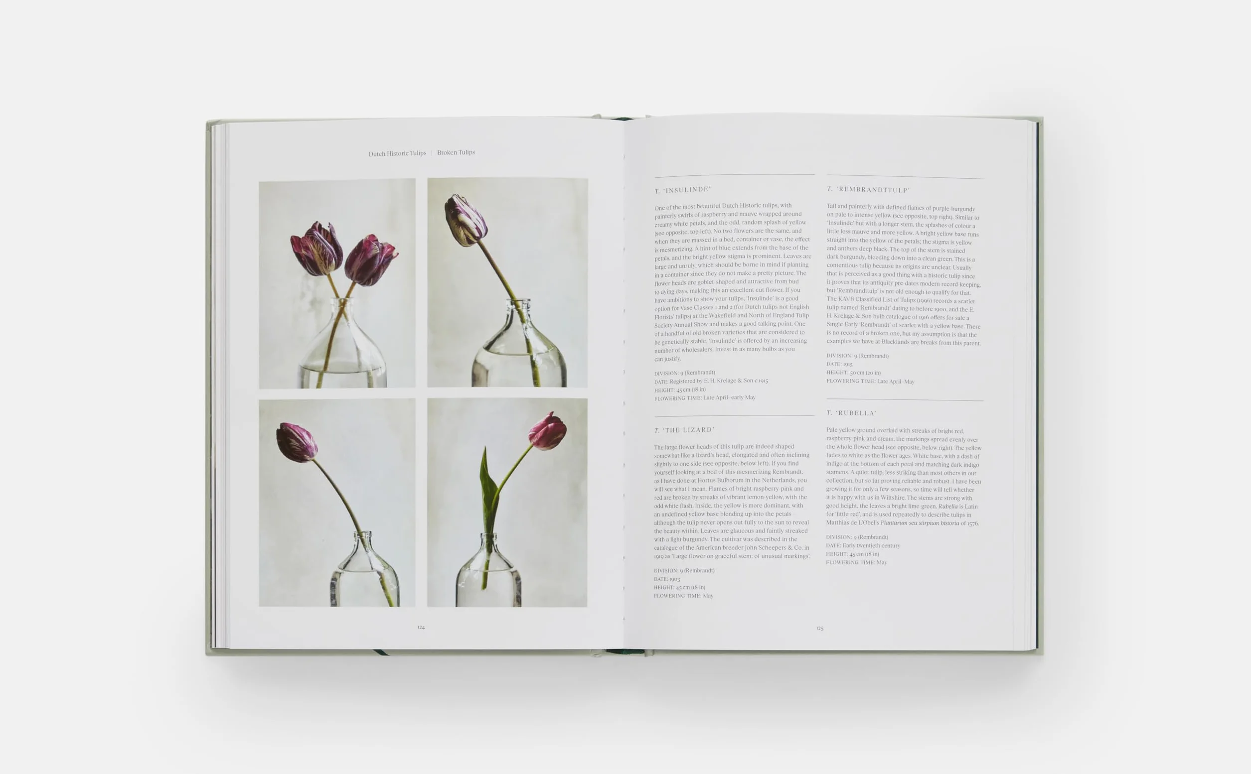 The Tulip Garden: Growing and Collecting Species, Rare and Annual Varieties