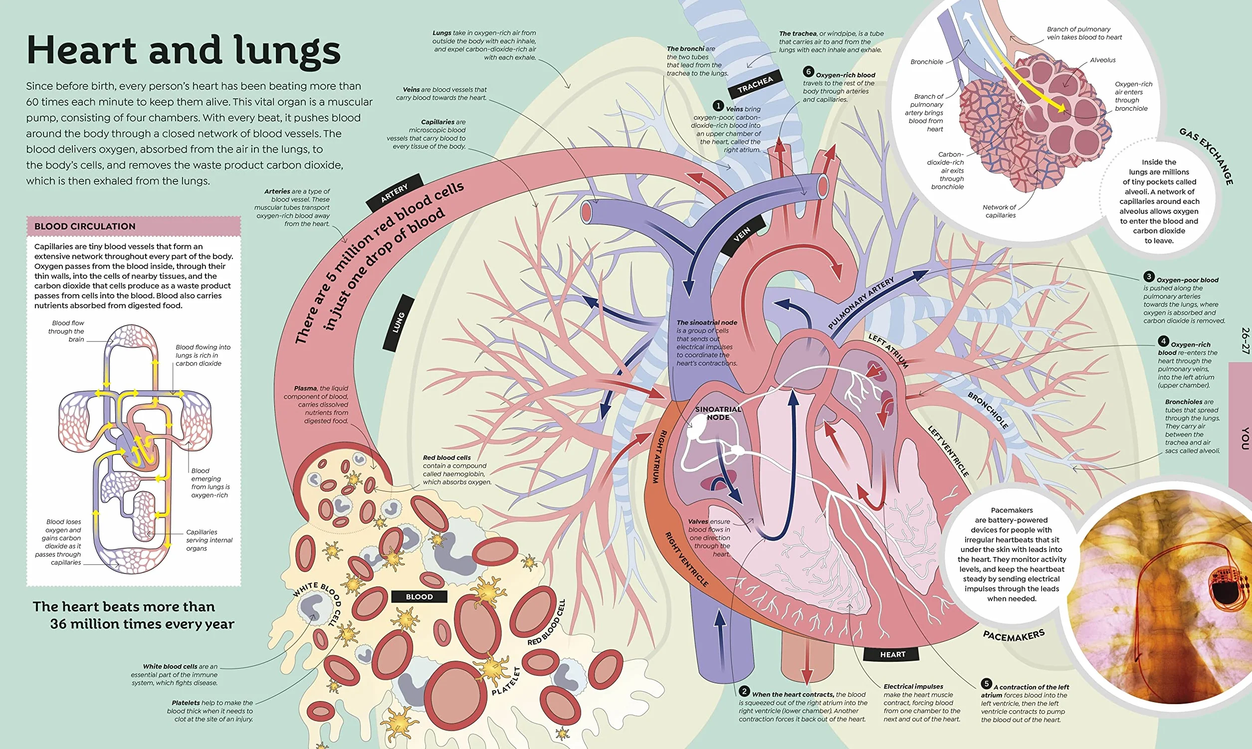 How Everything Works: From Brain Cells to Black Holes