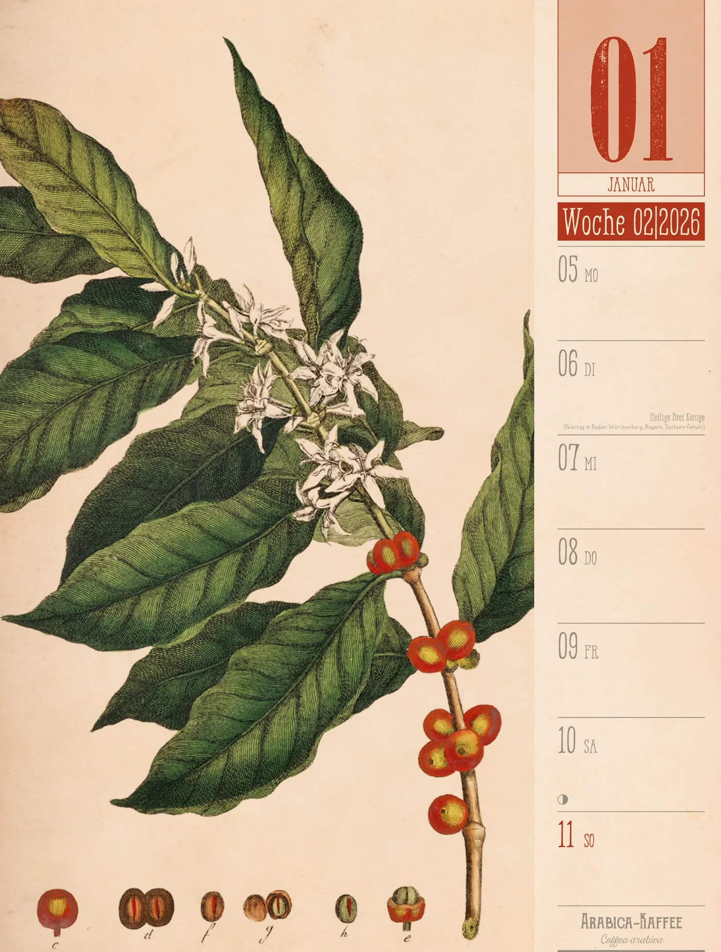 Culinarium Wochenplaner Kalender 2026 | Küche, Kräuter, Kurioses: Informativer Küchen-Wochenkalender im Hochformat (25x33 cm) | Vintage & Retro