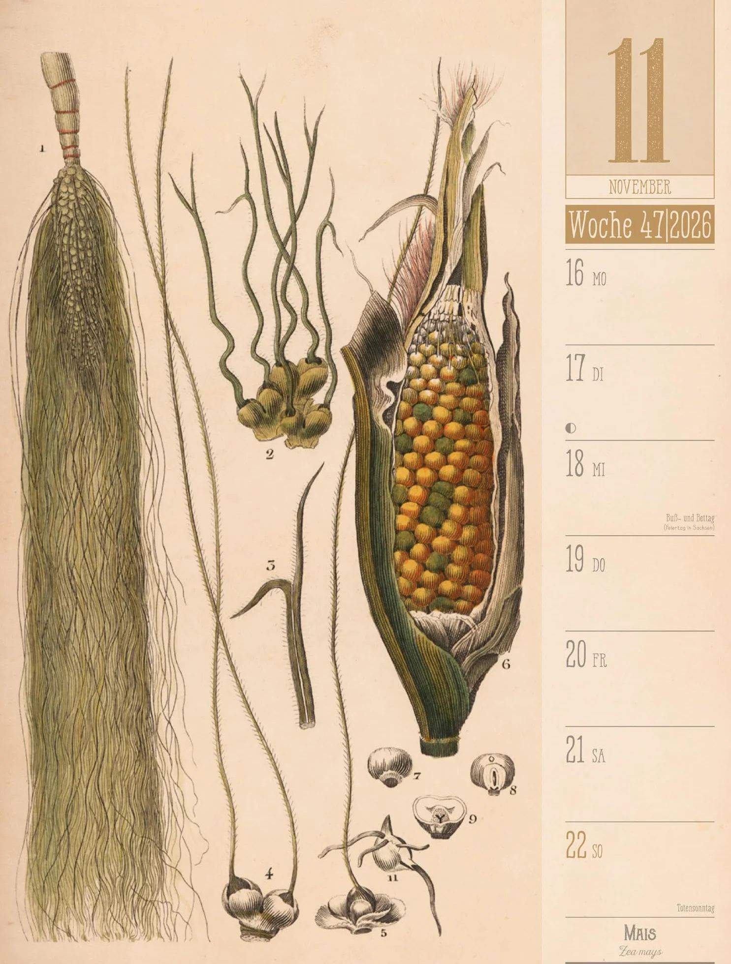Culinarium Wochenplaner Kalender 2026 | Küche, Kräuter, Kurioses: Informativer Küchen-Wochenkalender im Hochformat (25x33 cm) | Vintage & Retro