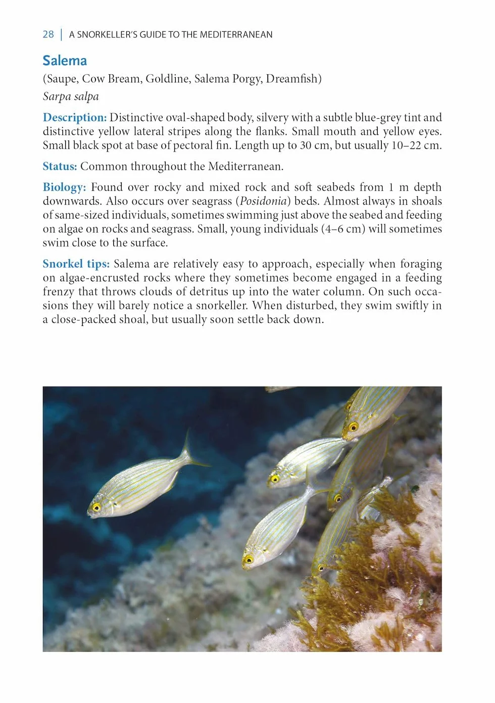 A Snorkeller's Guide to the Mediterranean: A Photographic Id Guide to the Most Commonly Encountered Marine Species