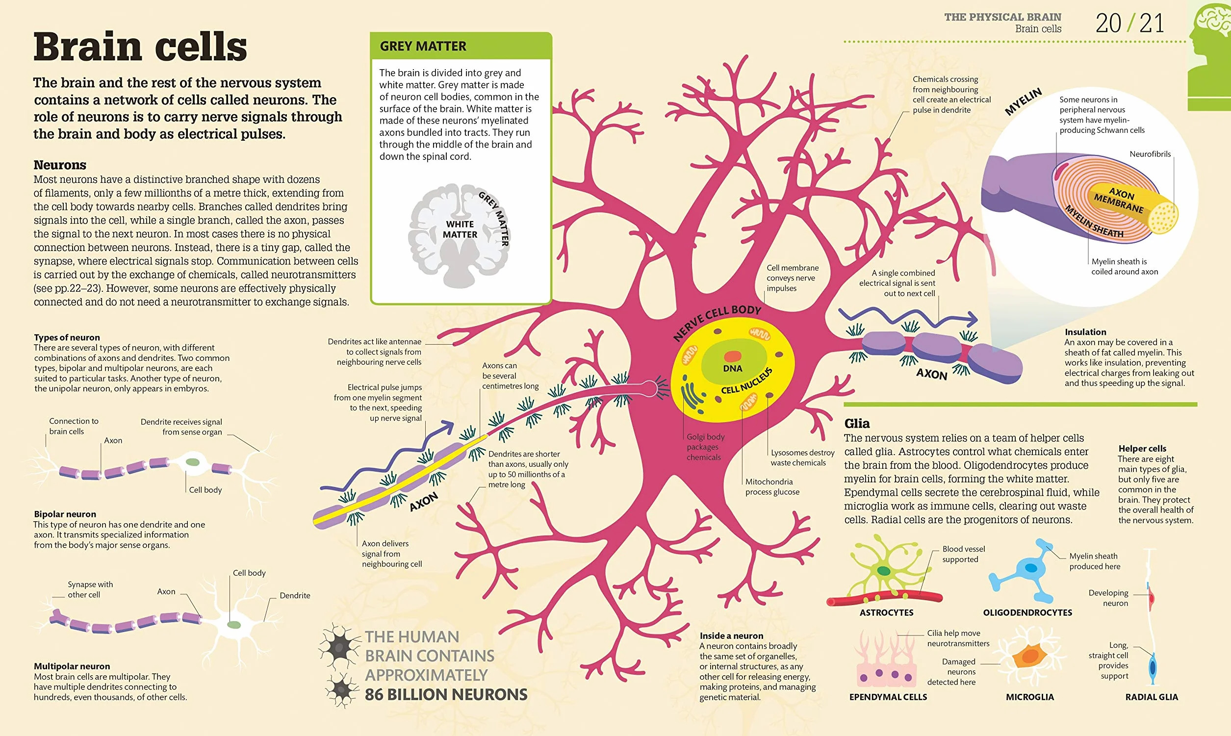 How the Brain Works: The Facts Visually Explained (How Things Work)