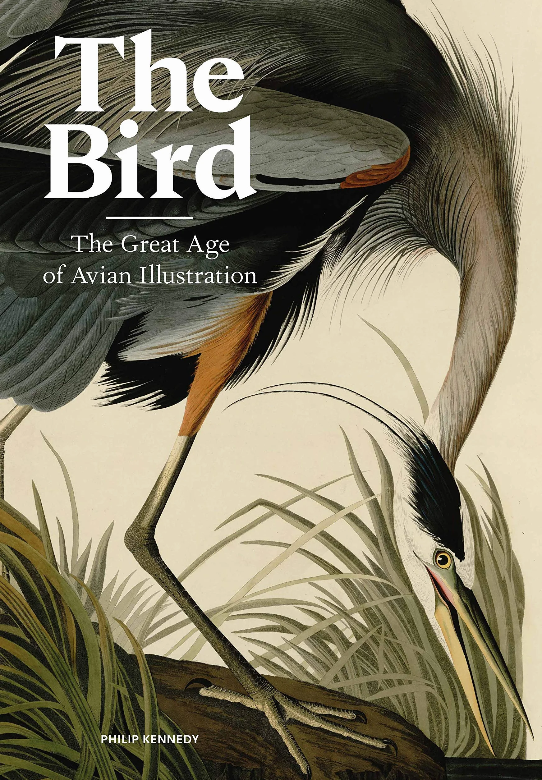 The Bird The Great Age of Avian Illustration /anglais