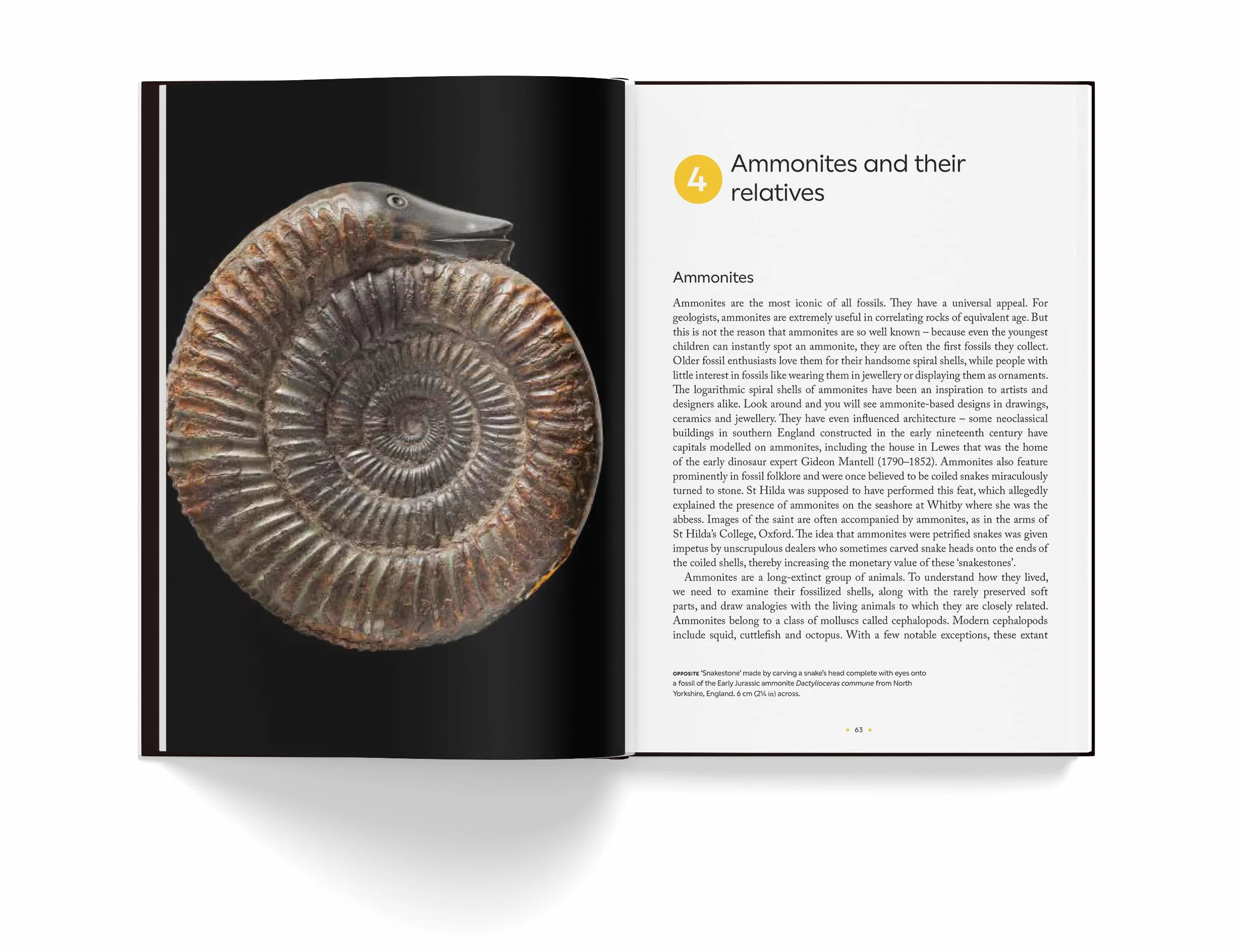 Fossils: The essential guide