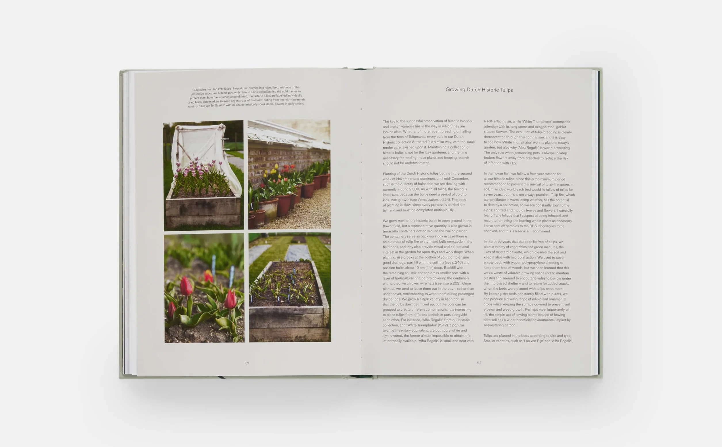 The Tulip Garden: Growing and Collecting Species, Rare and Annual Varieties