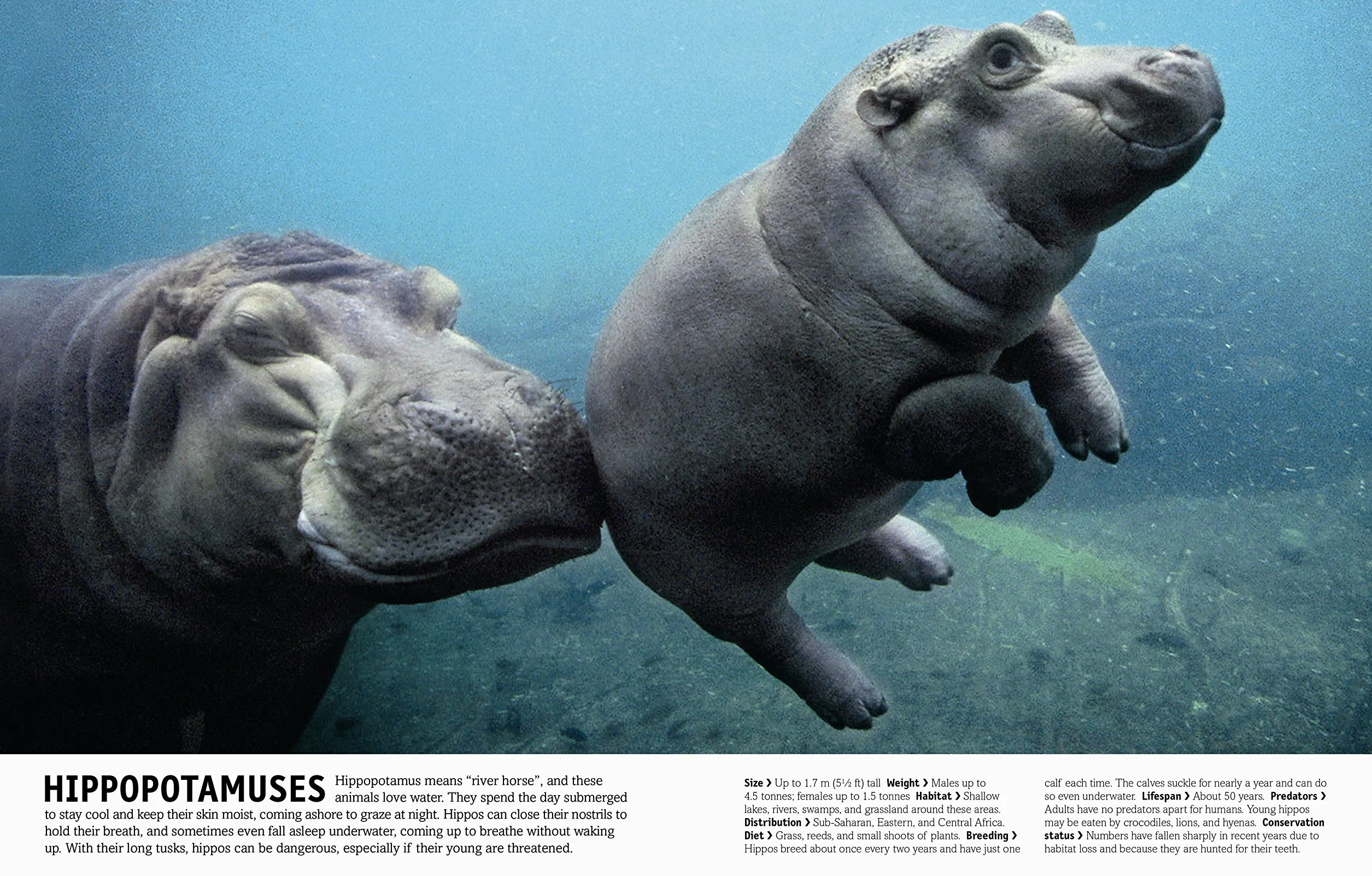 The Our World in Pictures The Animal Book: A Visual Encyclopedia of Life on Earth (DK Our World in Pictures): A Visual Animal Kingdom Encyclopedia for Kids