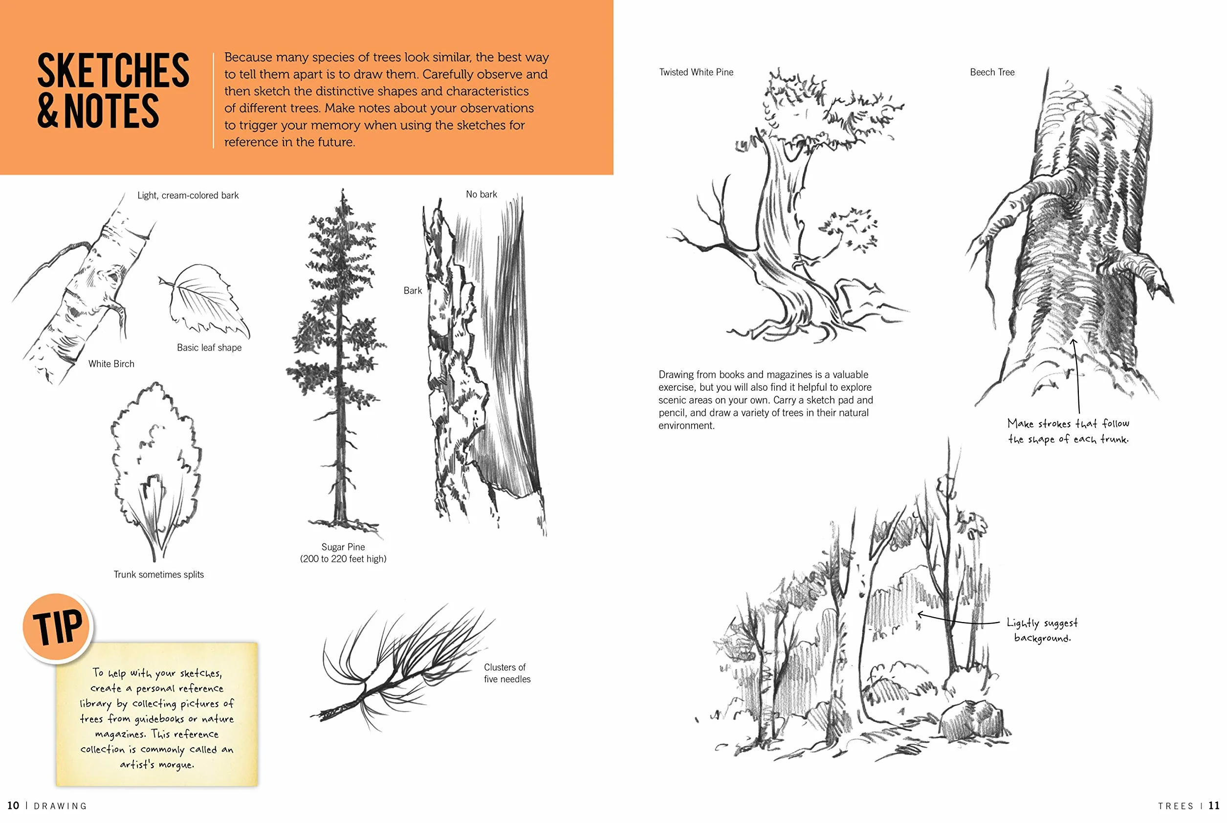 Drawing: Trees with William F. Powell: Learn to Draw Step by Step
