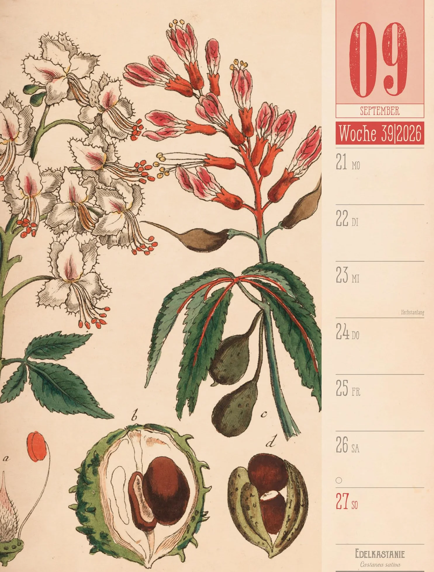 Culinarium Wochenplaner Kalender 2026 | Küche, Kräuter, Kurioses: Informativer Küchen-Wochenkalender im Hochformat (25x33 cm) | Vintage & Retro