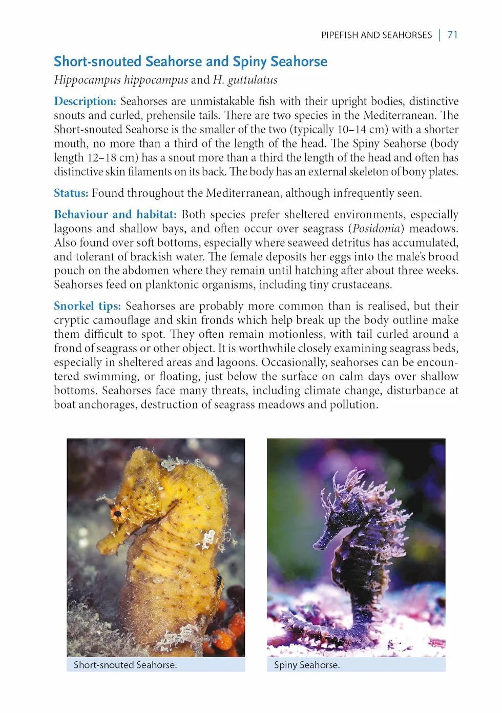 A Snorkeller's Guide to the Mediterranean: A Photographic Id Guide to the Most Commonly Encountered Marine Species
