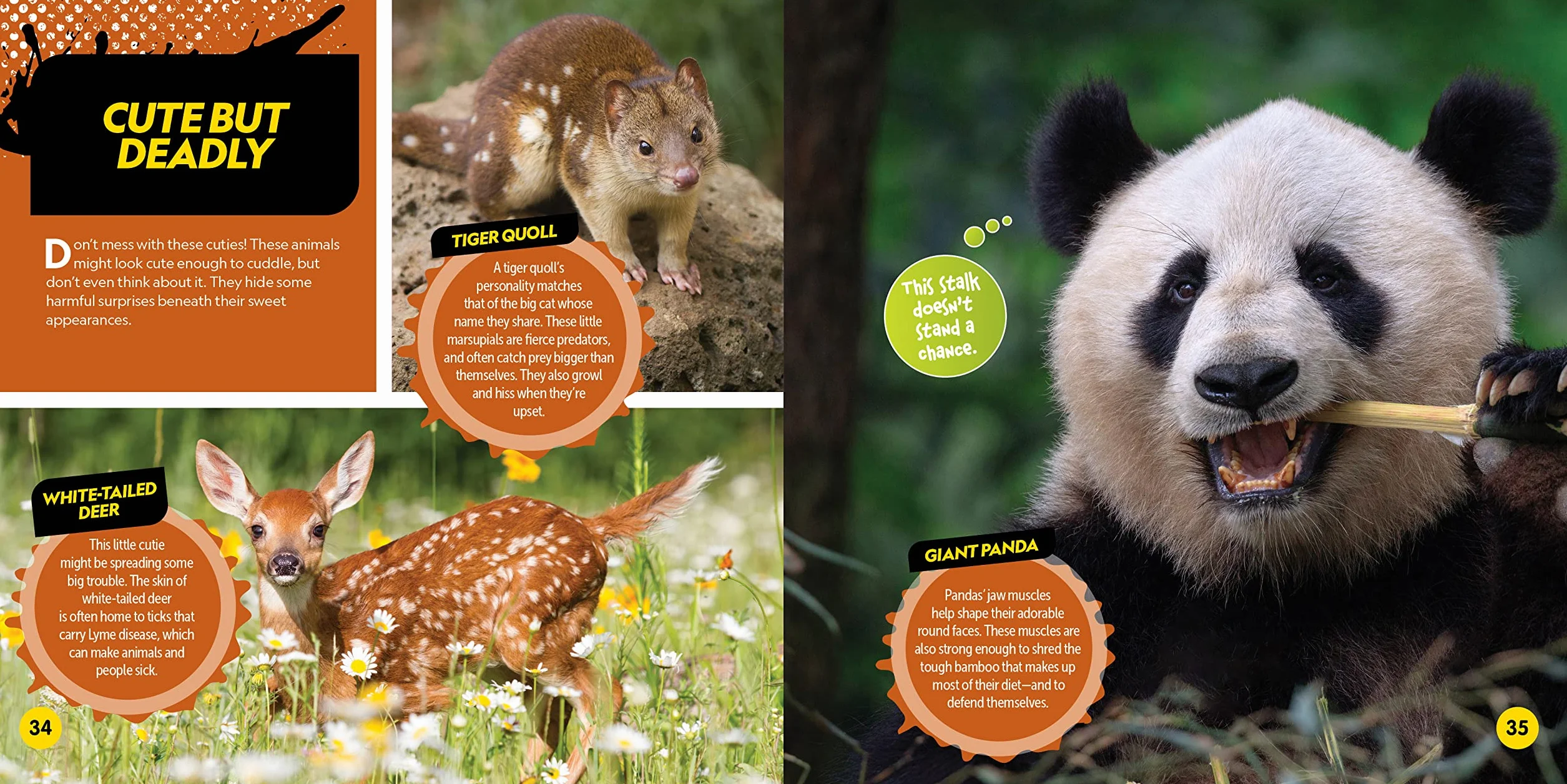 Deadliest Animals on the Planet