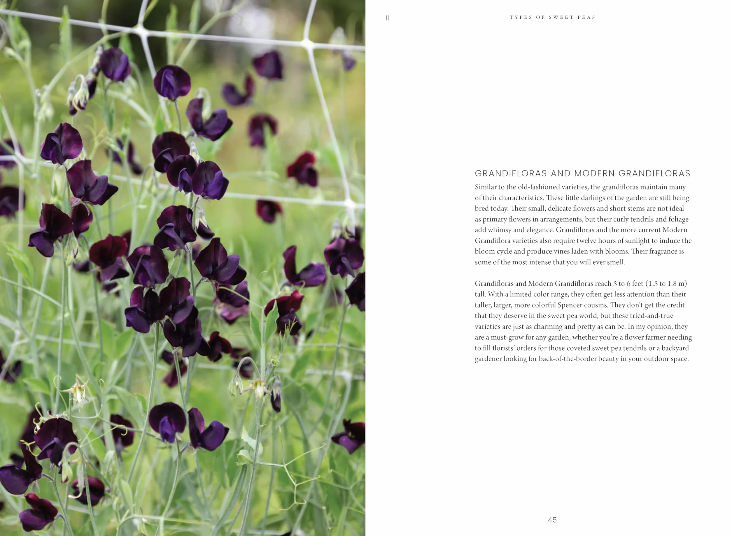 Sweet Pea School: Growing & Arranging the Garden's Most Romantic Blooms