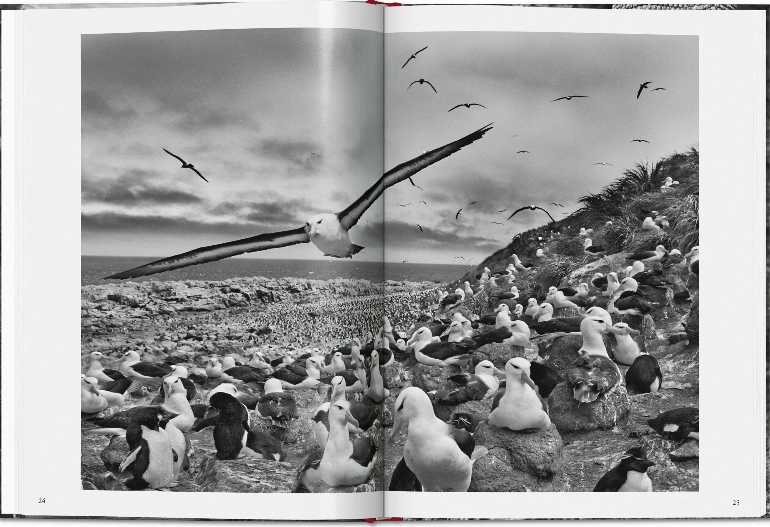 Salgado, Genesis