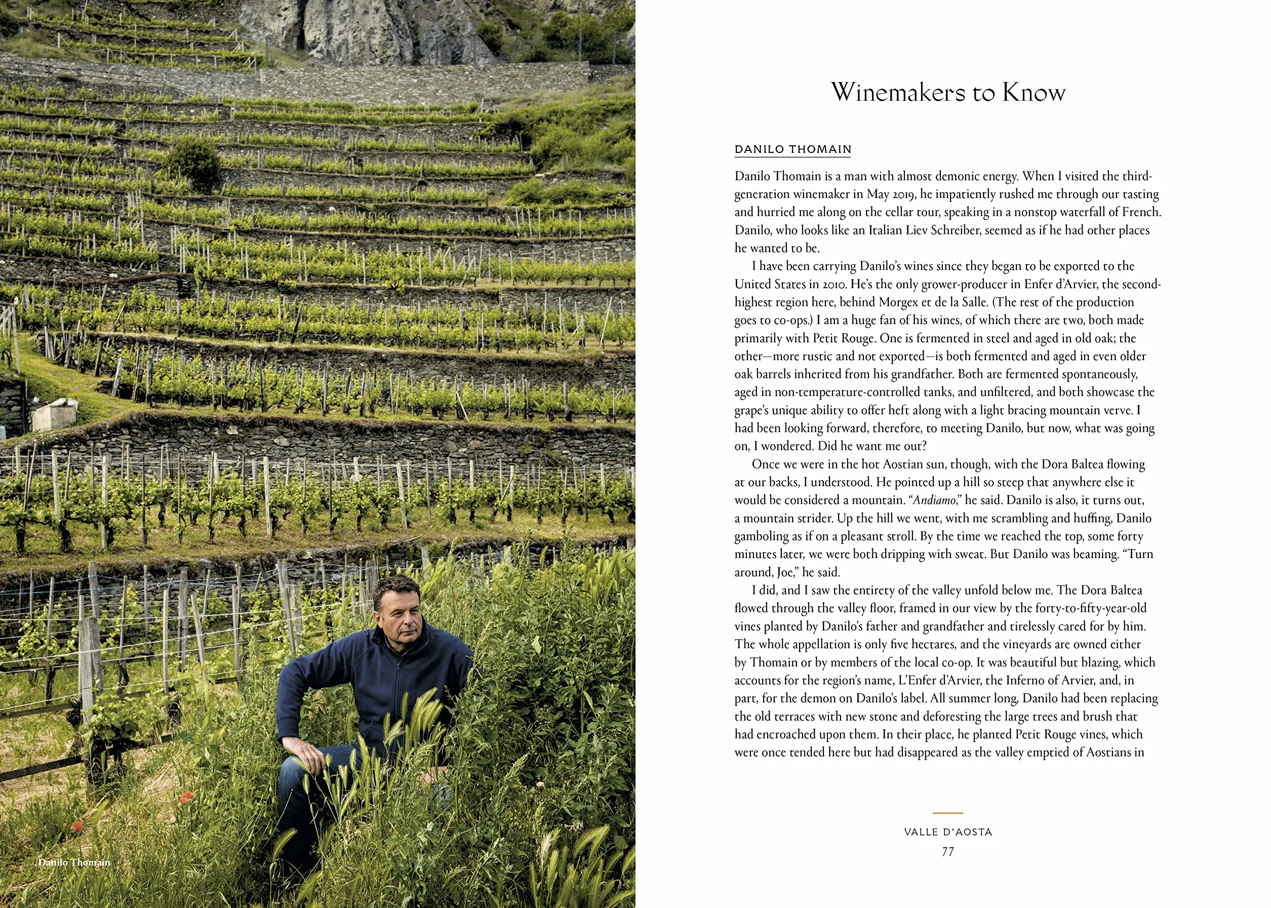Vino: The Essential Guide to Real Italian Wine