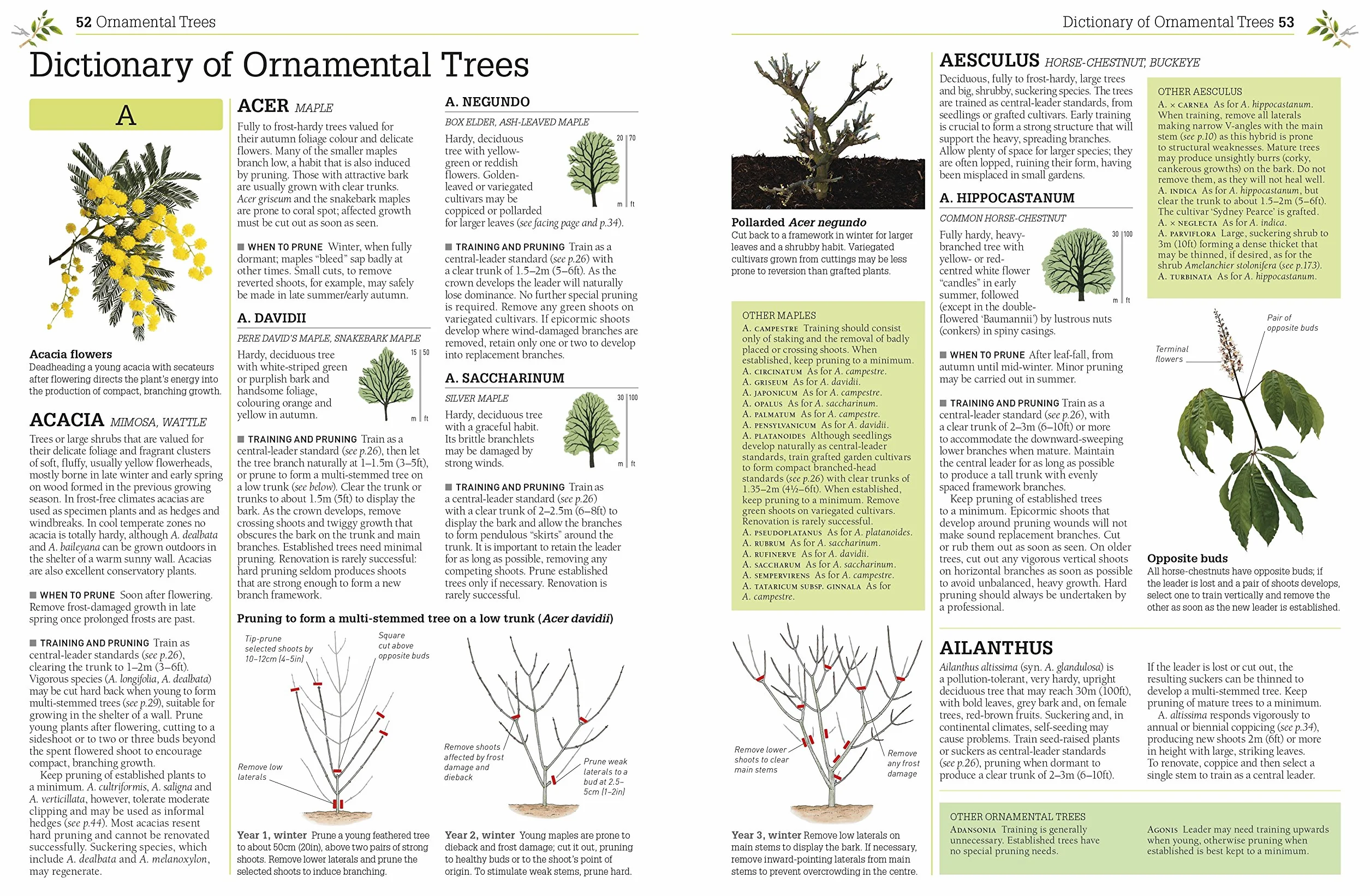 RHS Pruning and Training: Revised New Edition; Over 800 Plants; What, When, and How to Prune