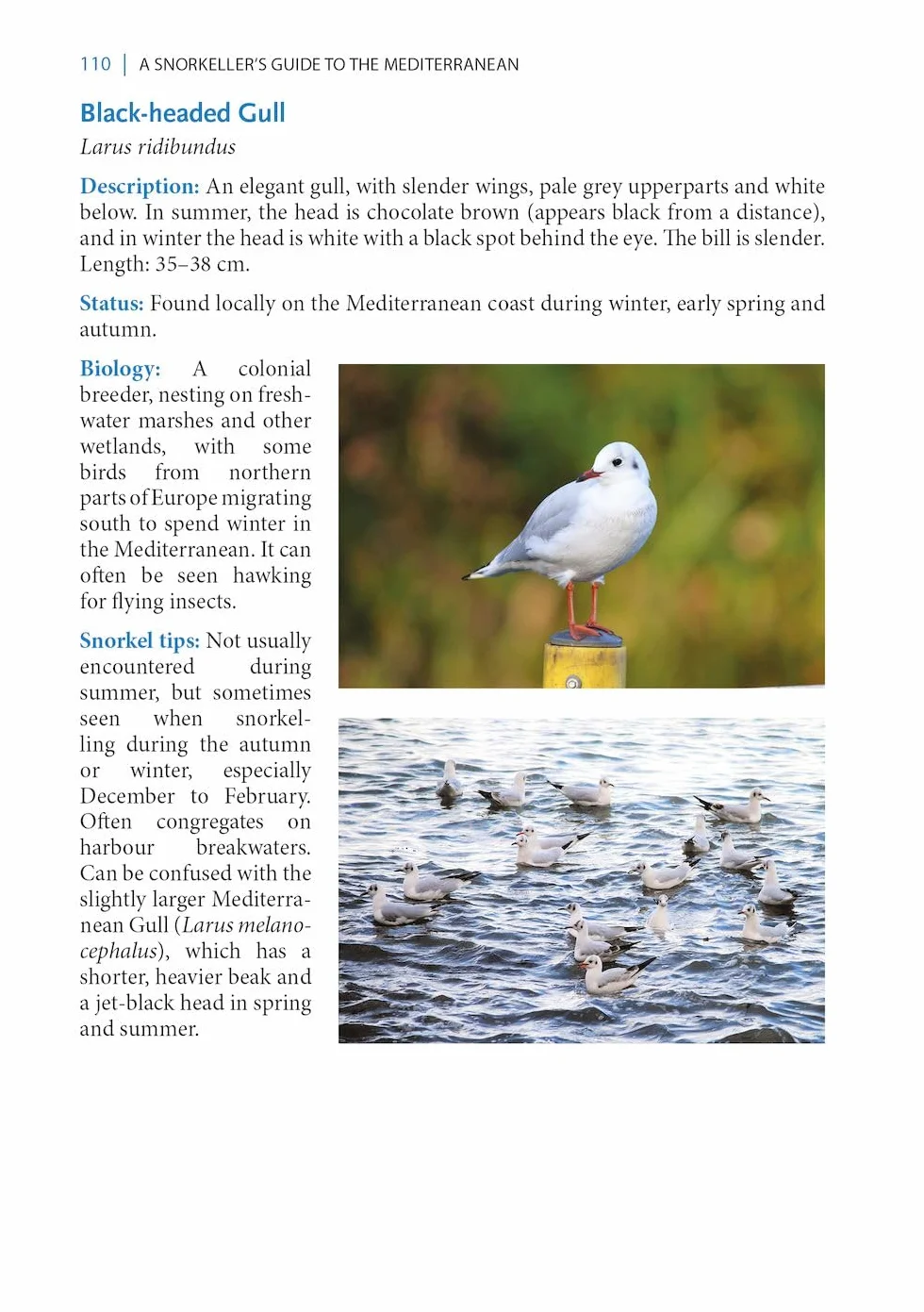 A Snorkeller's Guide to the Mediterranean: A Photographic Id Guide to the Most Commonly Encountered Marine Species