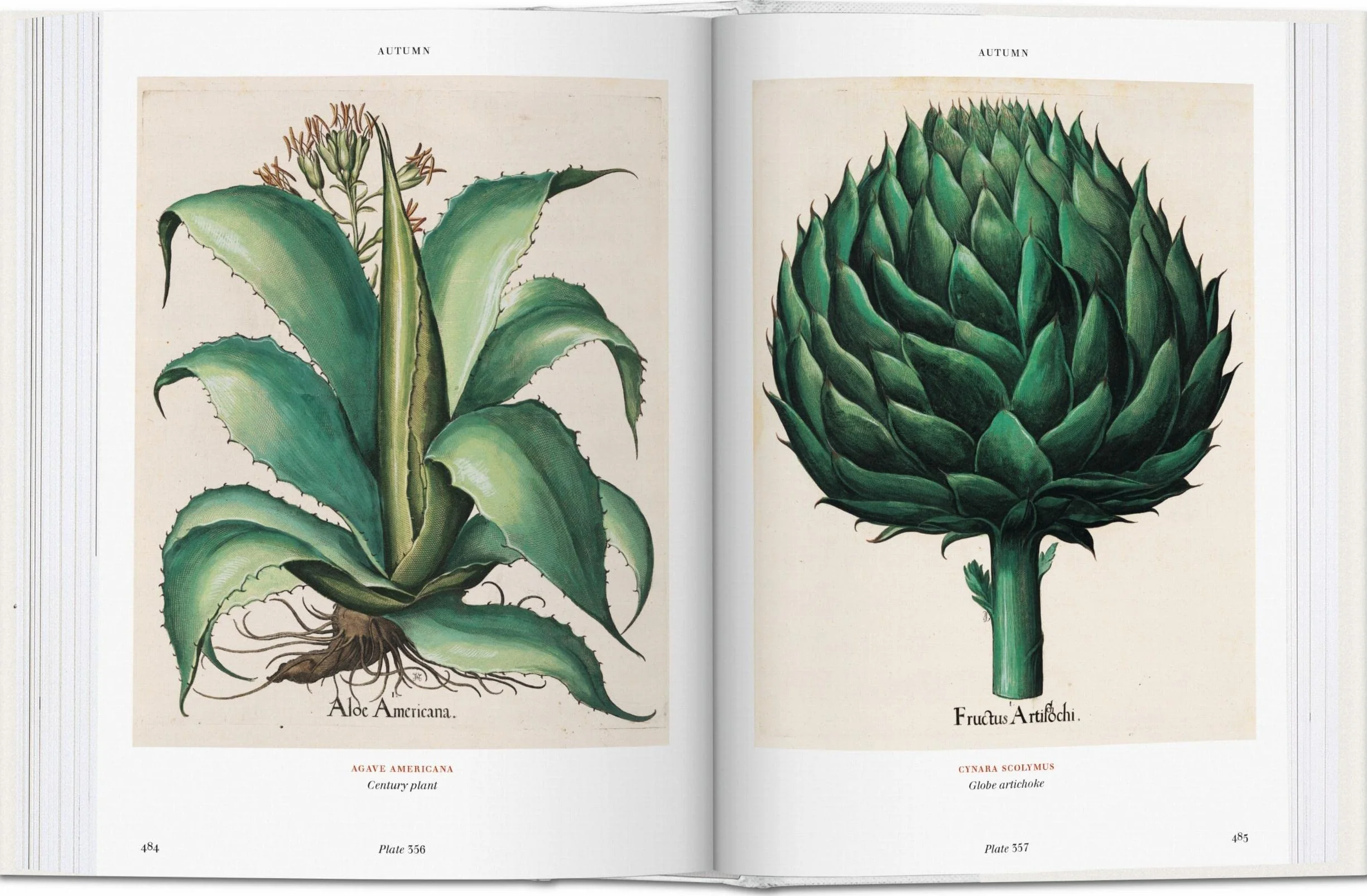 Basilius Besler: Der Garten von Eichstätt. Hortus Eystettensis