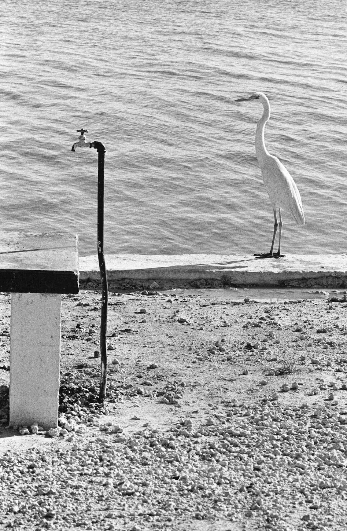 Elliott Erwitt Personal Best: tN4t