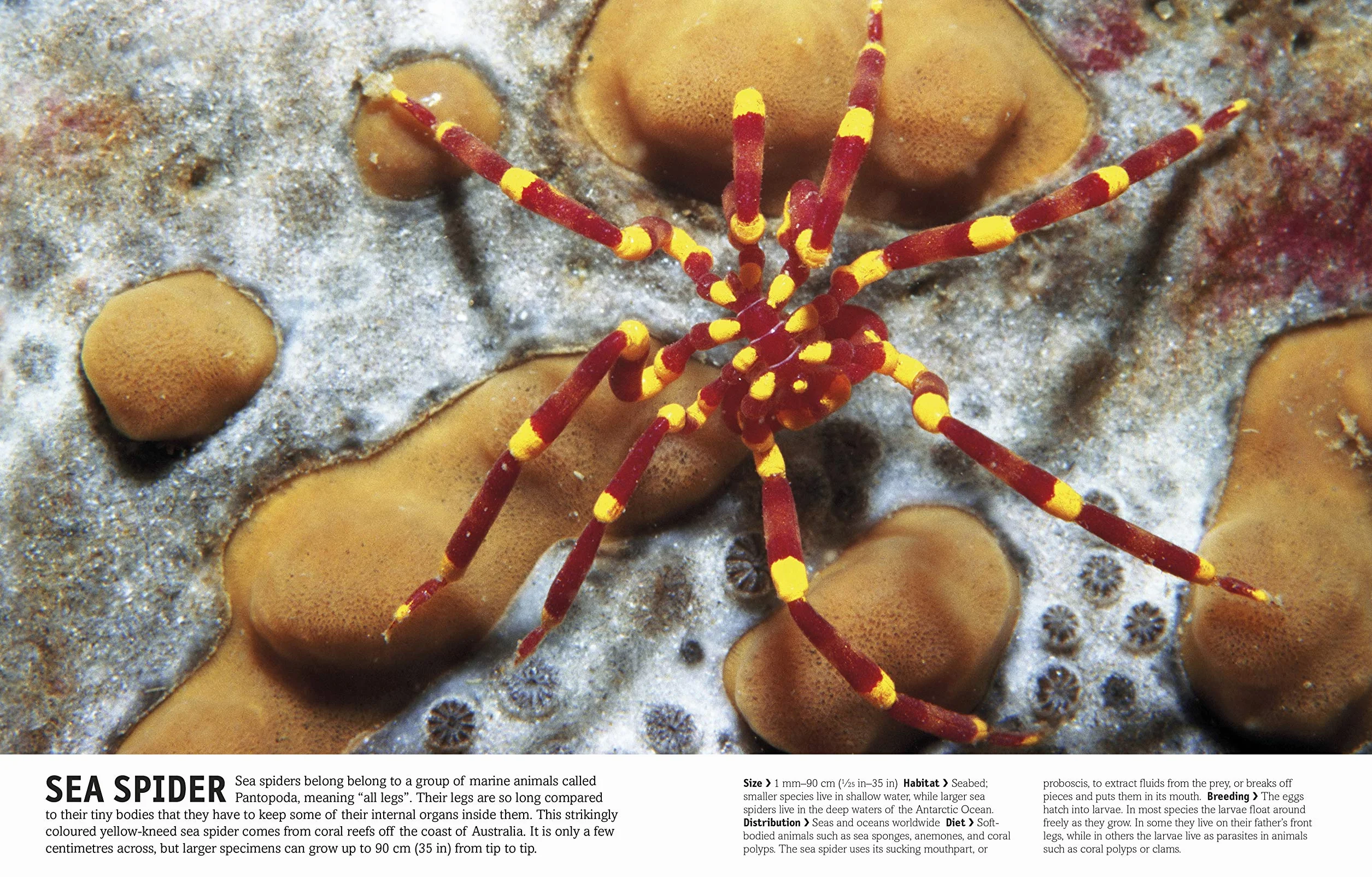 The Our World in Pictures The Animal Book: A Visual Encyclopedia of Life on Earth (DK Our World in Pictures): A Visual Animal Kingdom Encyclopedia for Kids
