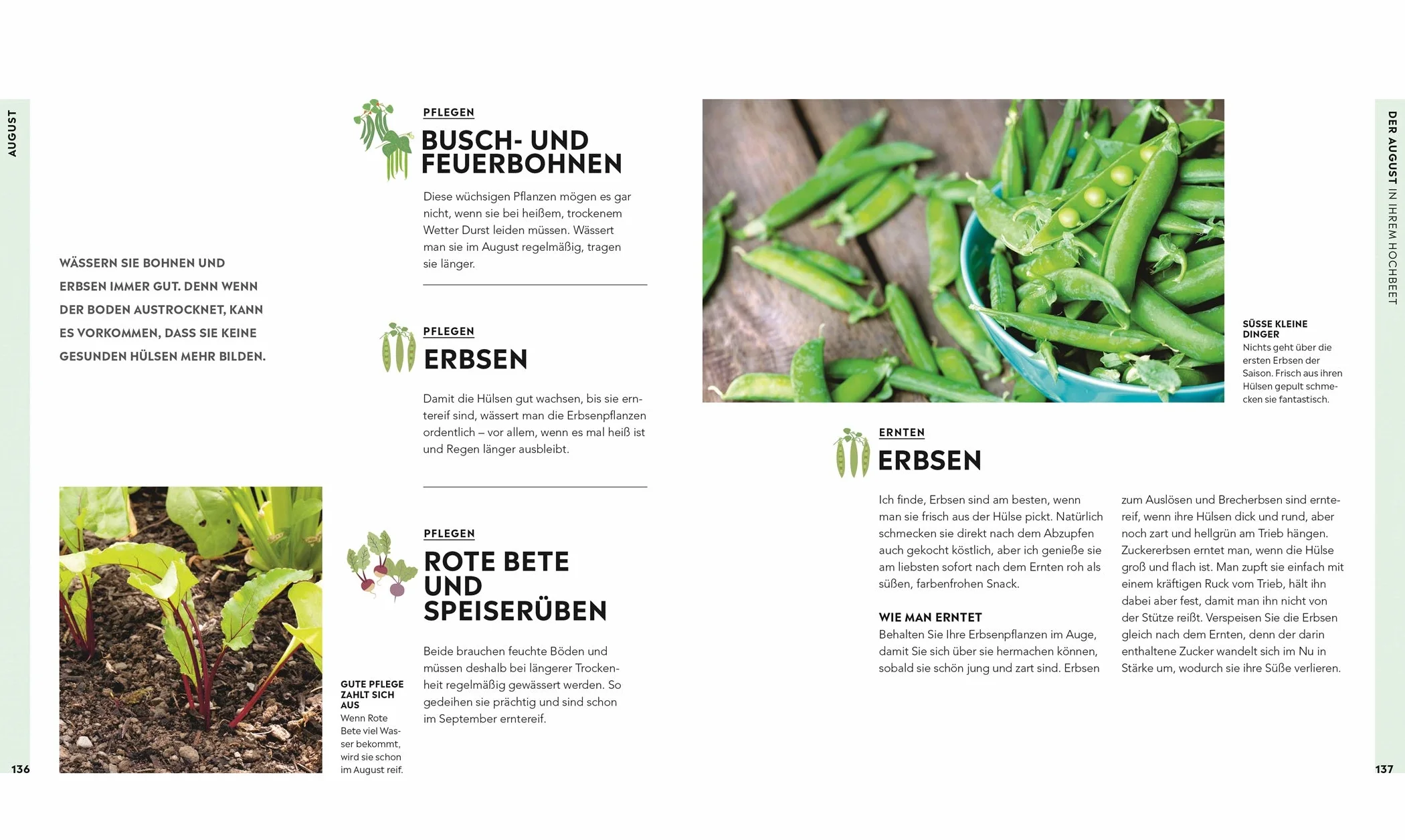 Hochbeet: Frisches Gemüse das ganze Jahr