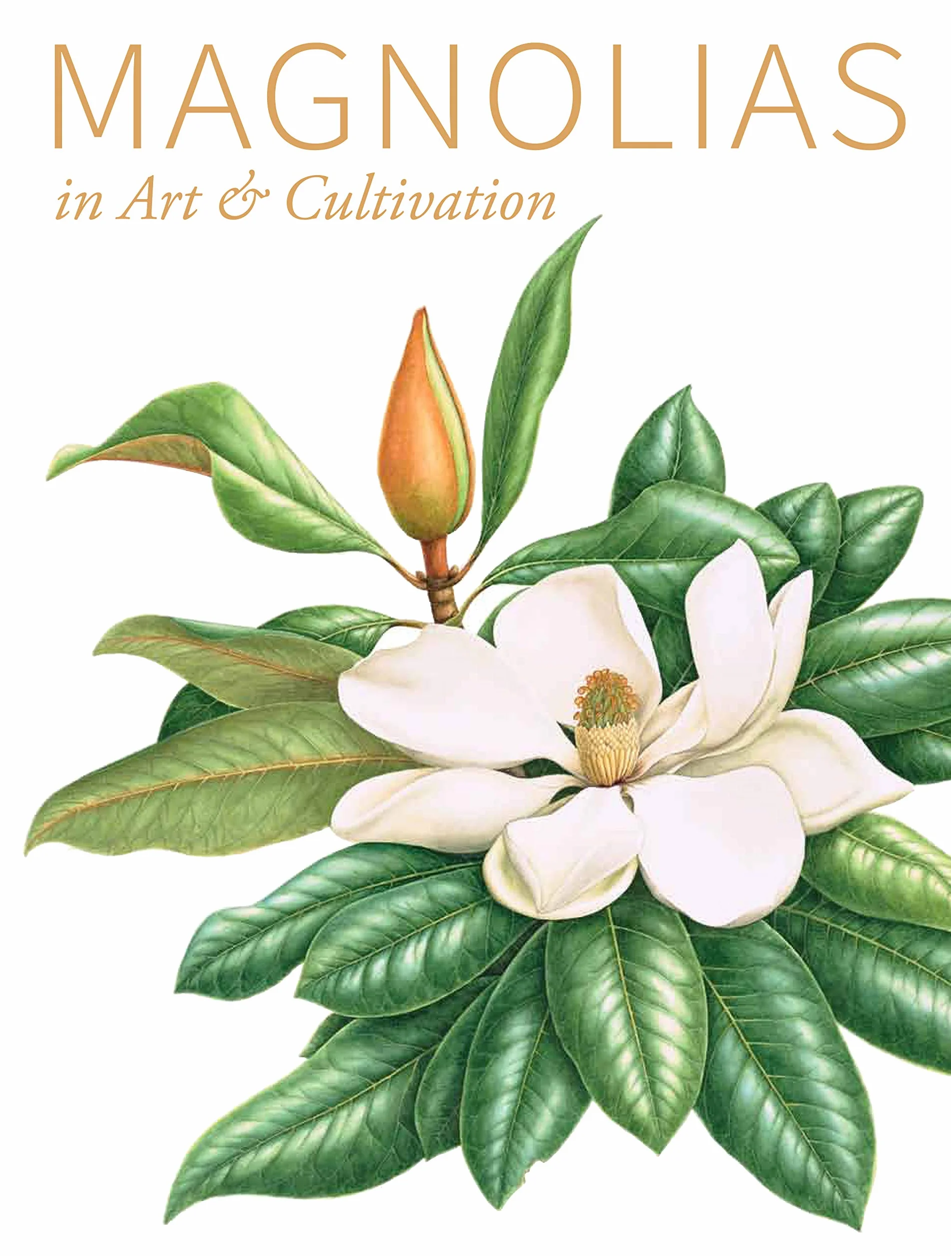 Magnolias in Art & Cultivation