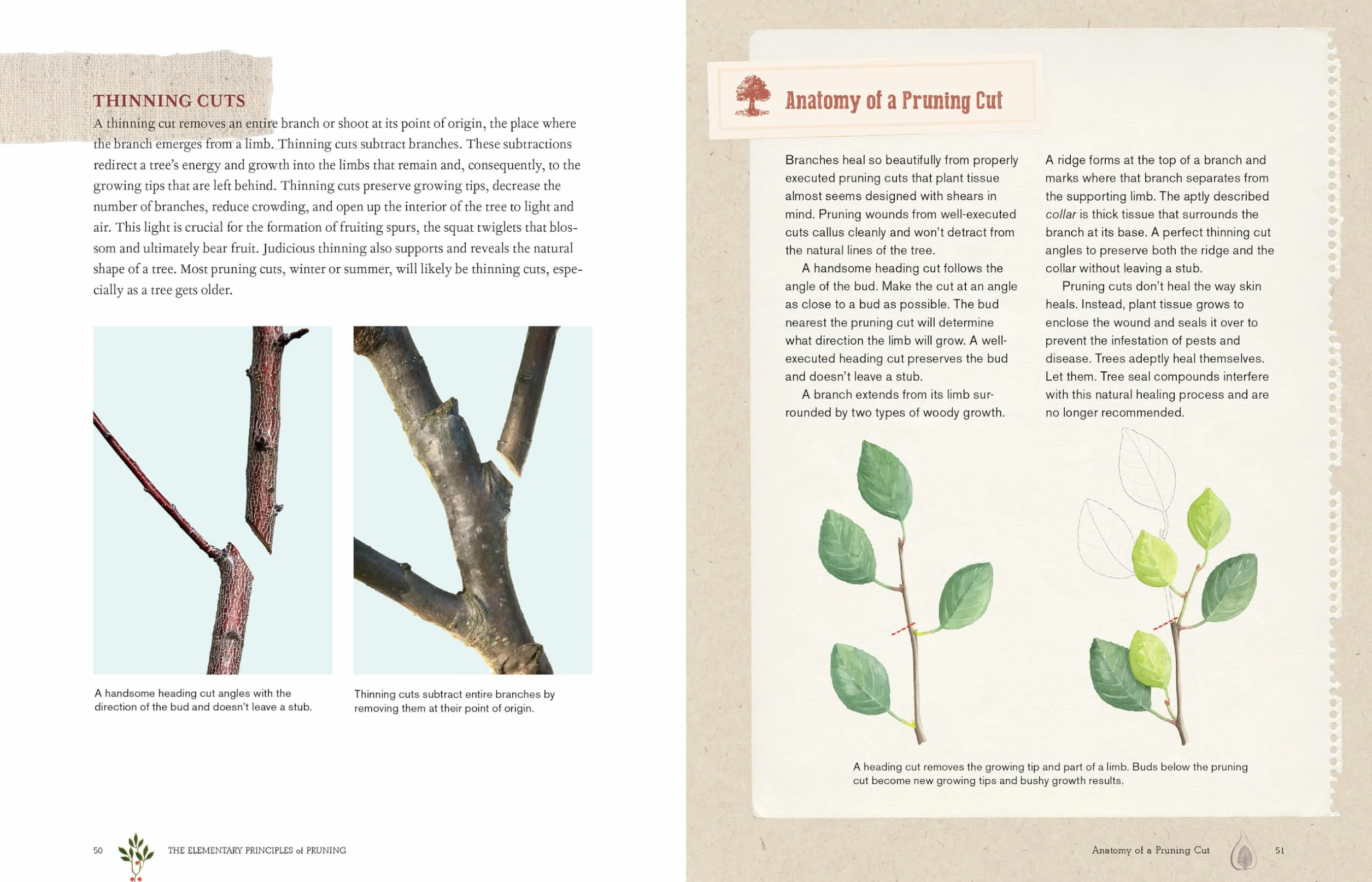 Grow a Little Fruit Tree: Simple Pruning Techniques for Small-Space, Easy-Harvest Fruit Trees