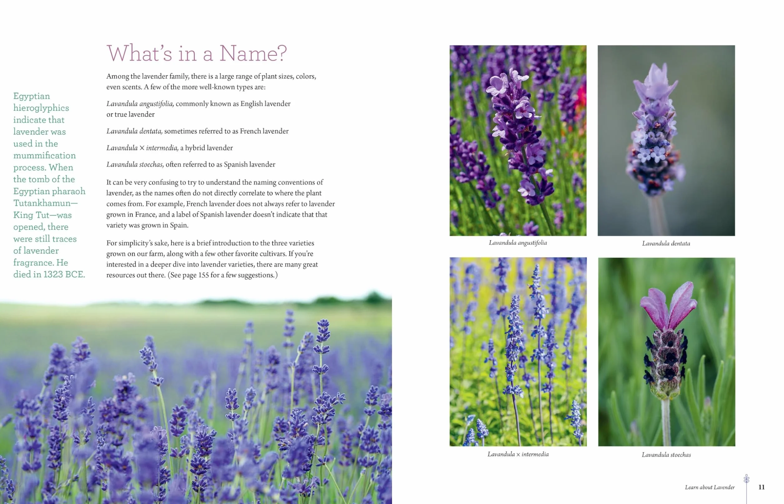 The Lavender Companion: Enjoy the Aroma, Flavor, and Health Benefits of This Classic Herb
