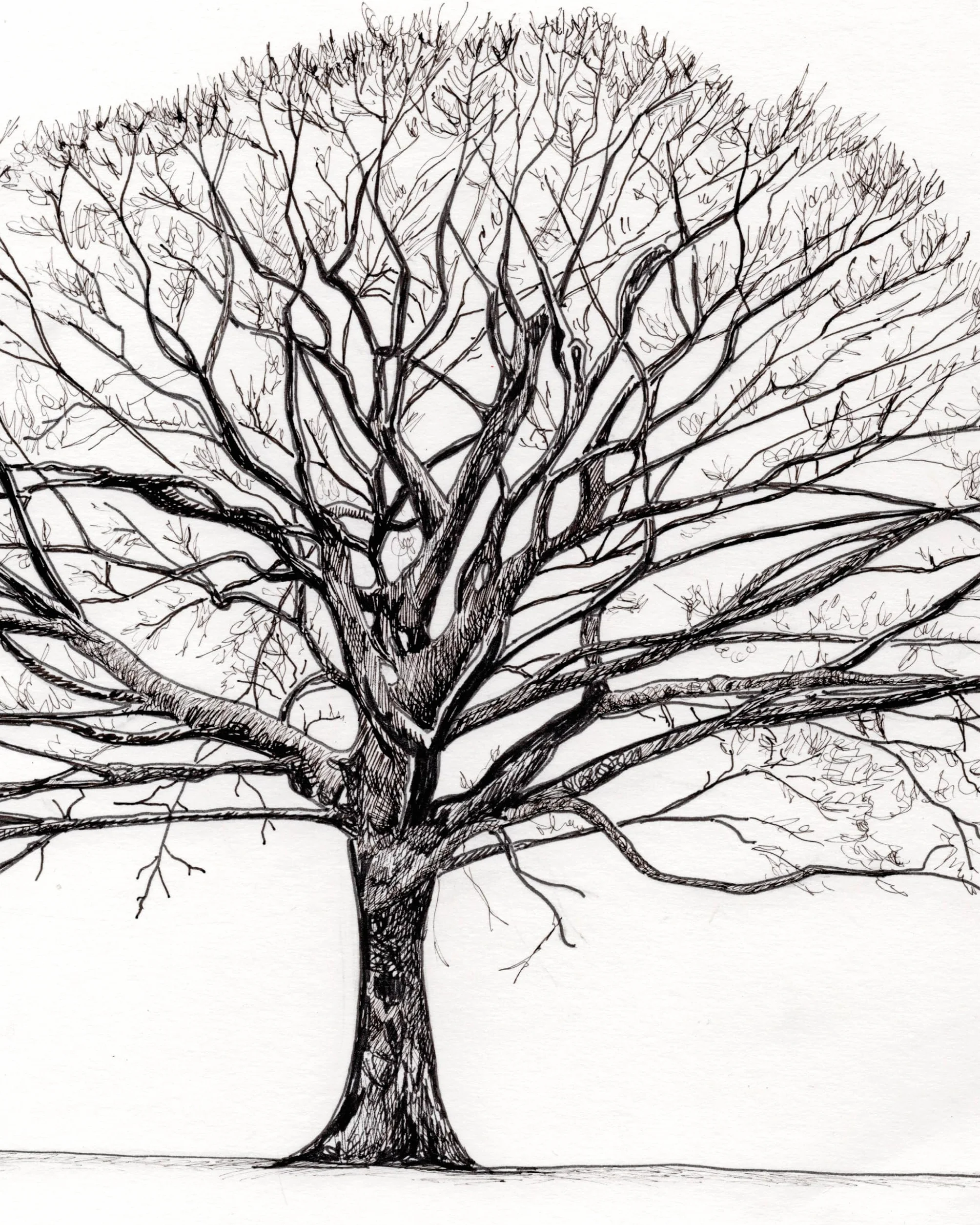 How to Draw a Tree: From the Fruit to the Forest: A Step-By-Step Course for the Nature Artist