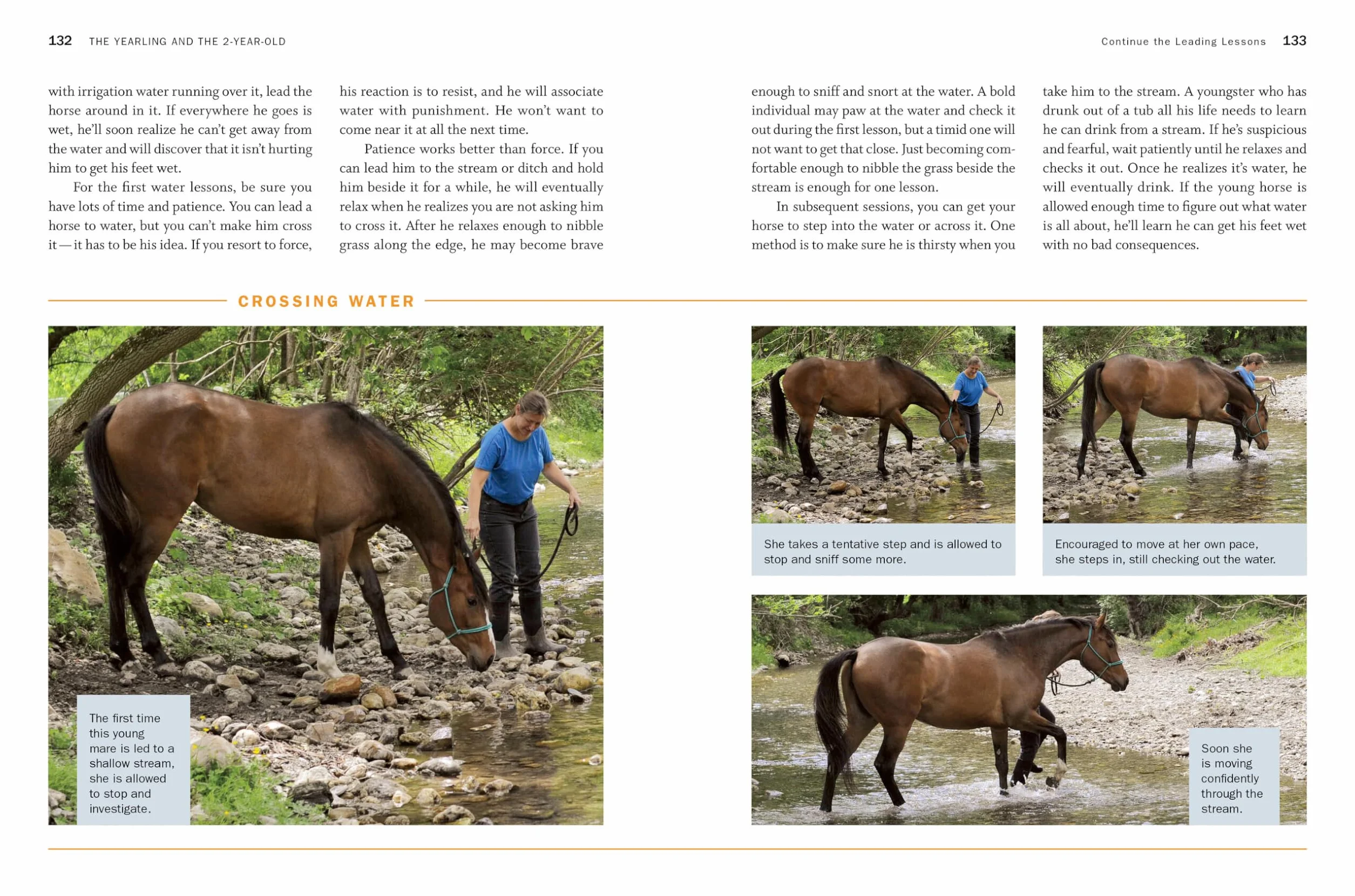 Storey's Guide to Training Horses, 3rd Edition: Ground Work, Driving, Riding