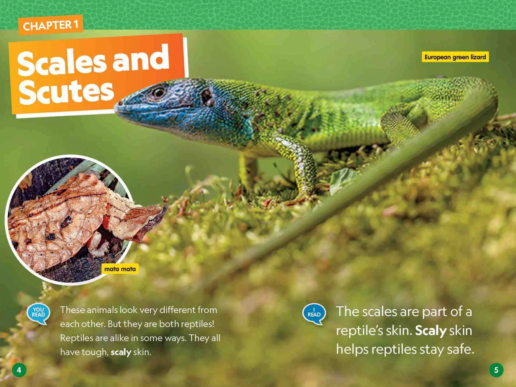 National Geographic Reader: Reptiles (L1/Co-reader)