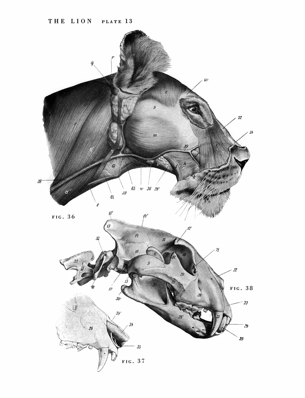 An Atlas of Animal Anatomy for Artists