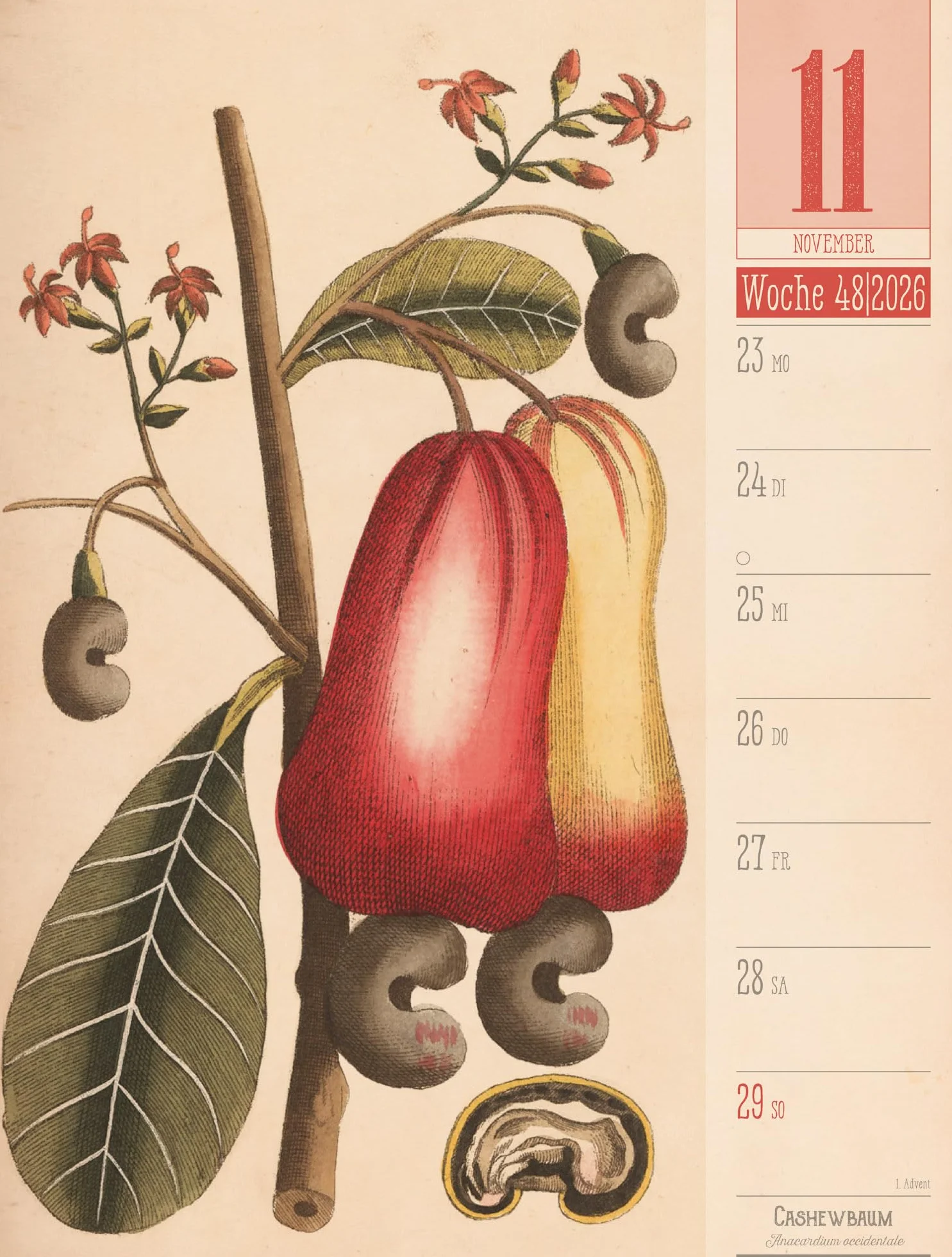 Culinarium Wochenplaner Kalender 2026 | Küche, Kräuter, Kurioses: Informativer Küchen-Wochenkalender im Hochformat (25x33 cm) | Vintage & Retro