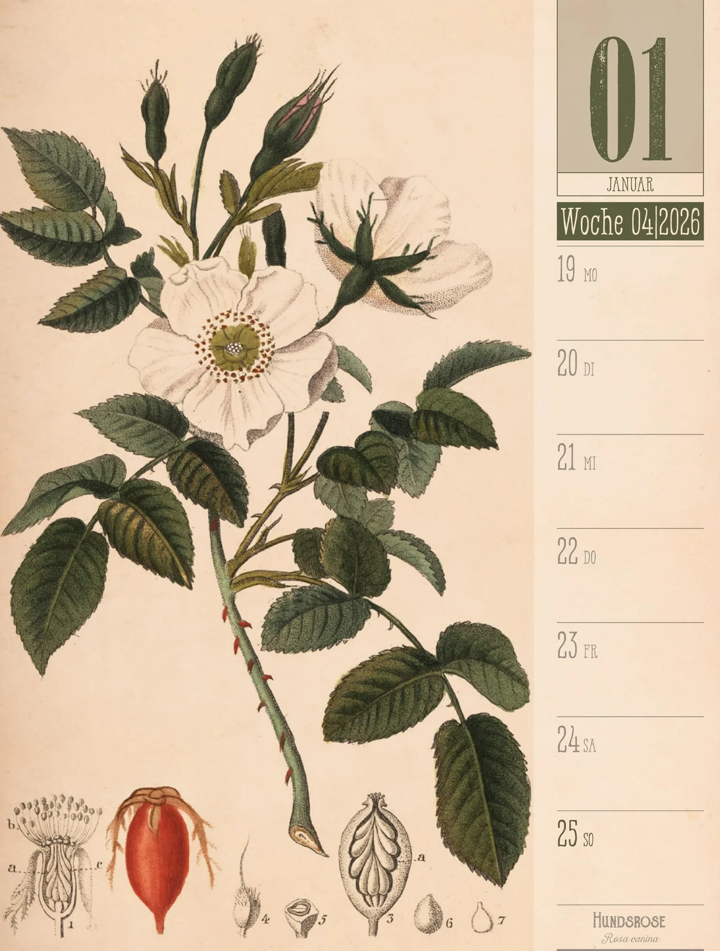 Culinarium Wochenplaner Kalender 2026 | Küche, Kräuter, Kurioses: Informativer Küchen-Wochenkalender im Hochformat (25x33 cm) | Vintage & Retro