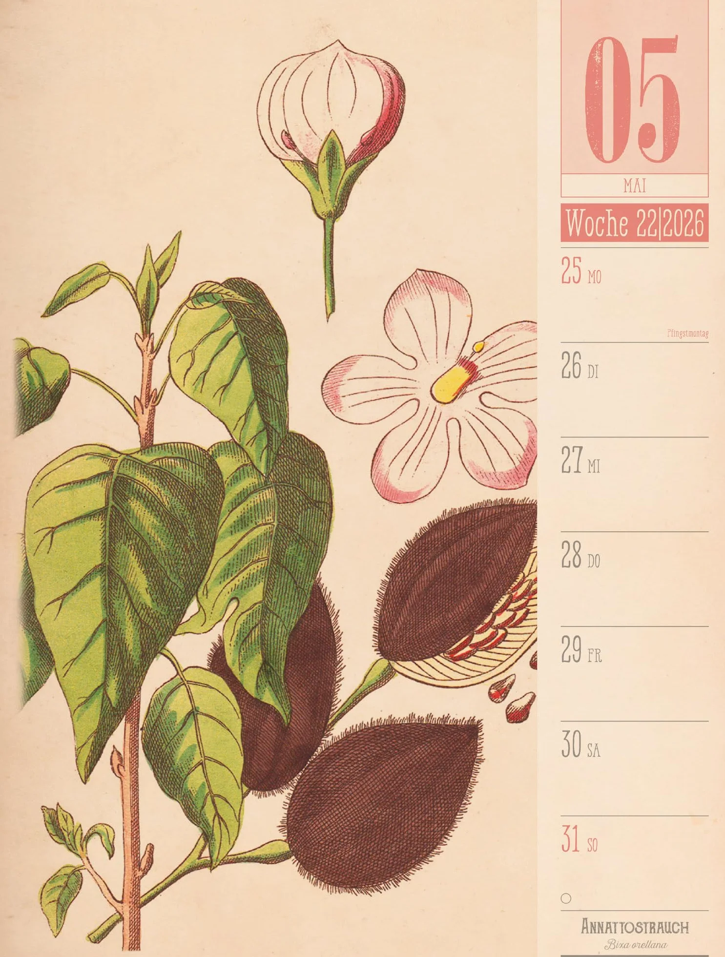 Culinarium Wochenplaner Kalender 2026 | Küche, Kräuter, Kurioses: Informativer Küchen-Wochenkalender im Hochformat (25x33 cm) | Vintage & Retro