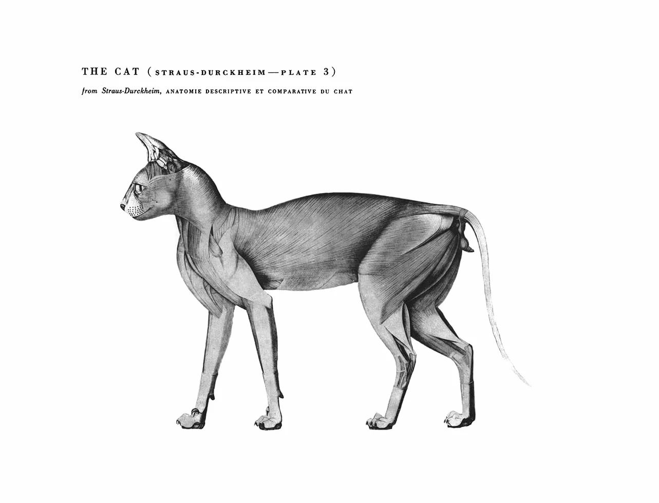 An Atlas of Animal Anatomy for Artists