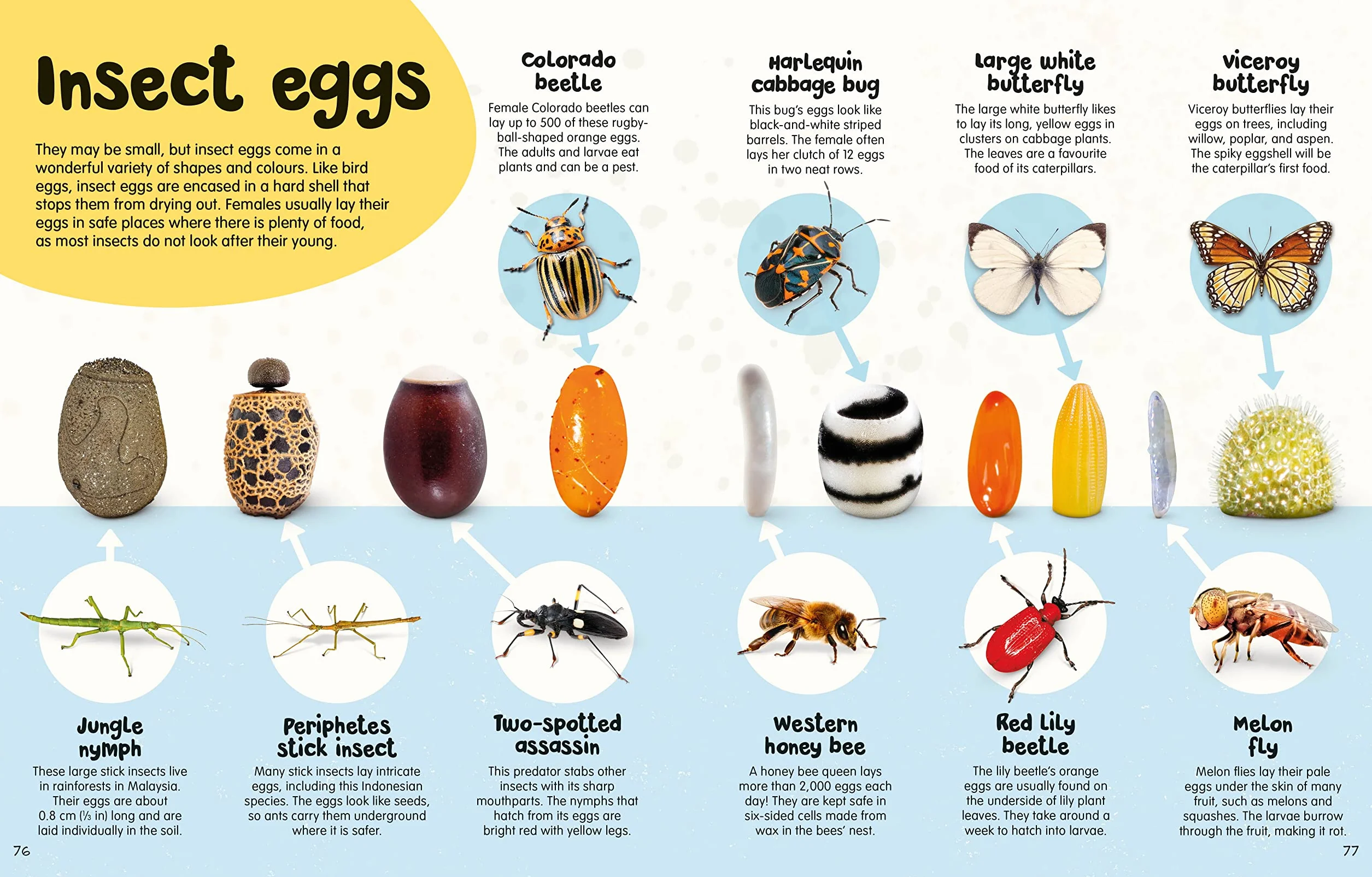 The Egg Book: See How Baby Animals Hatch, Step By Step!