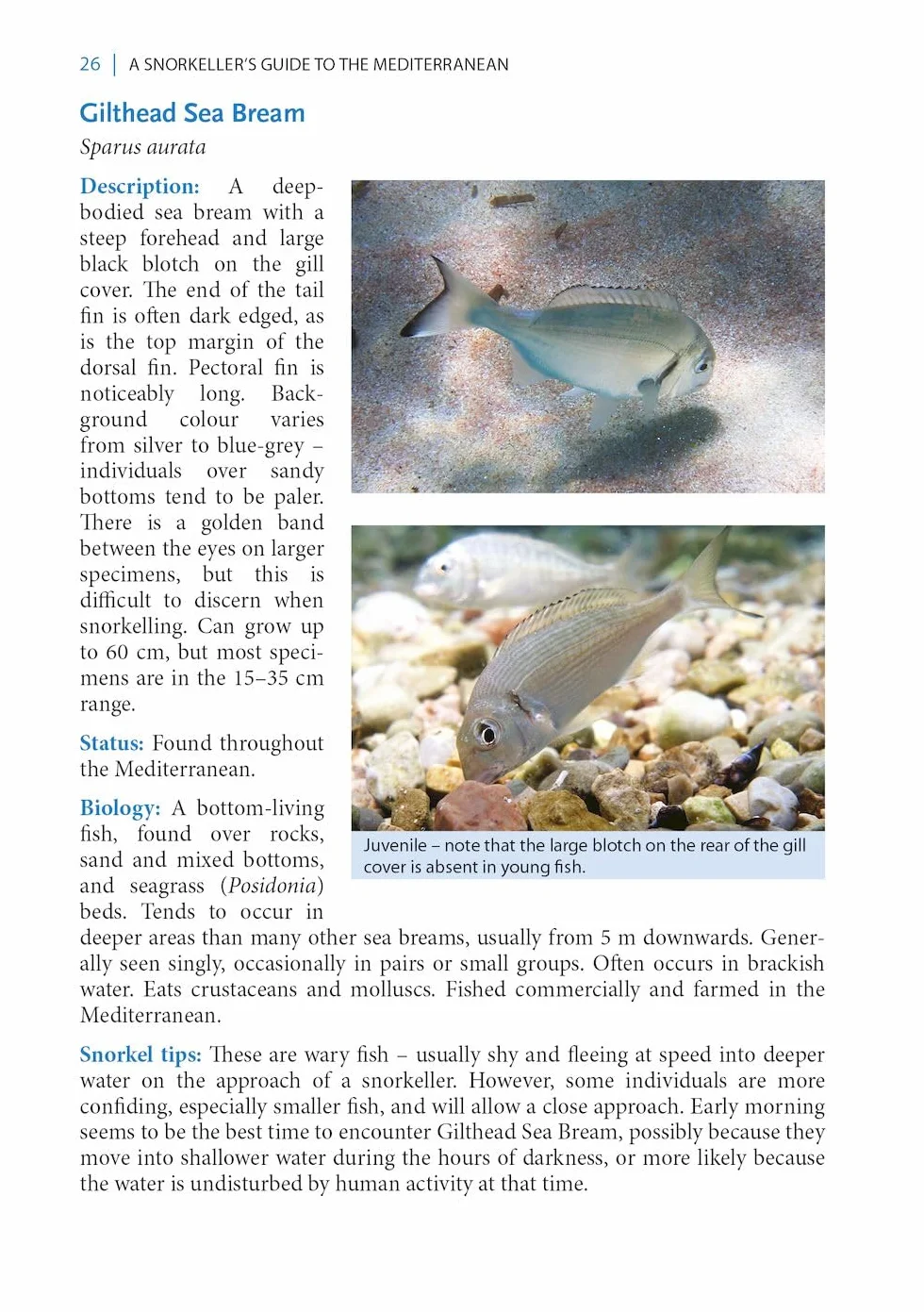 A Snorkeller's Guide to the Mediterranean: A Photographic Id Guide to the Most Commonly Encountered Marine Species