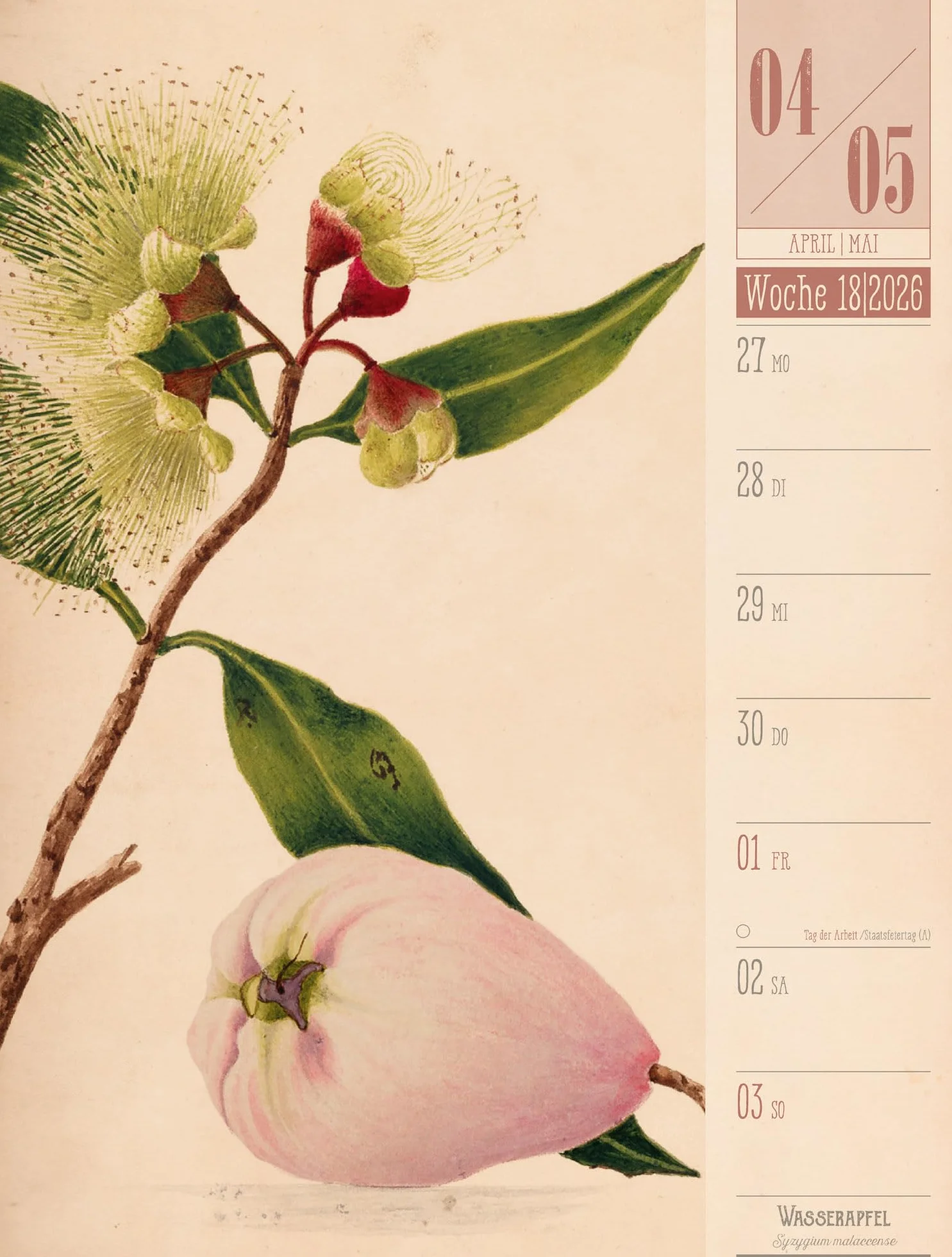 Culinarium Wochenplaner Kalender 2026 | Küche, Kräuter, Kurioses: Informativer Küchen-Wochenkalender im Hochformat (25x33 cm) | Vintage & Retro