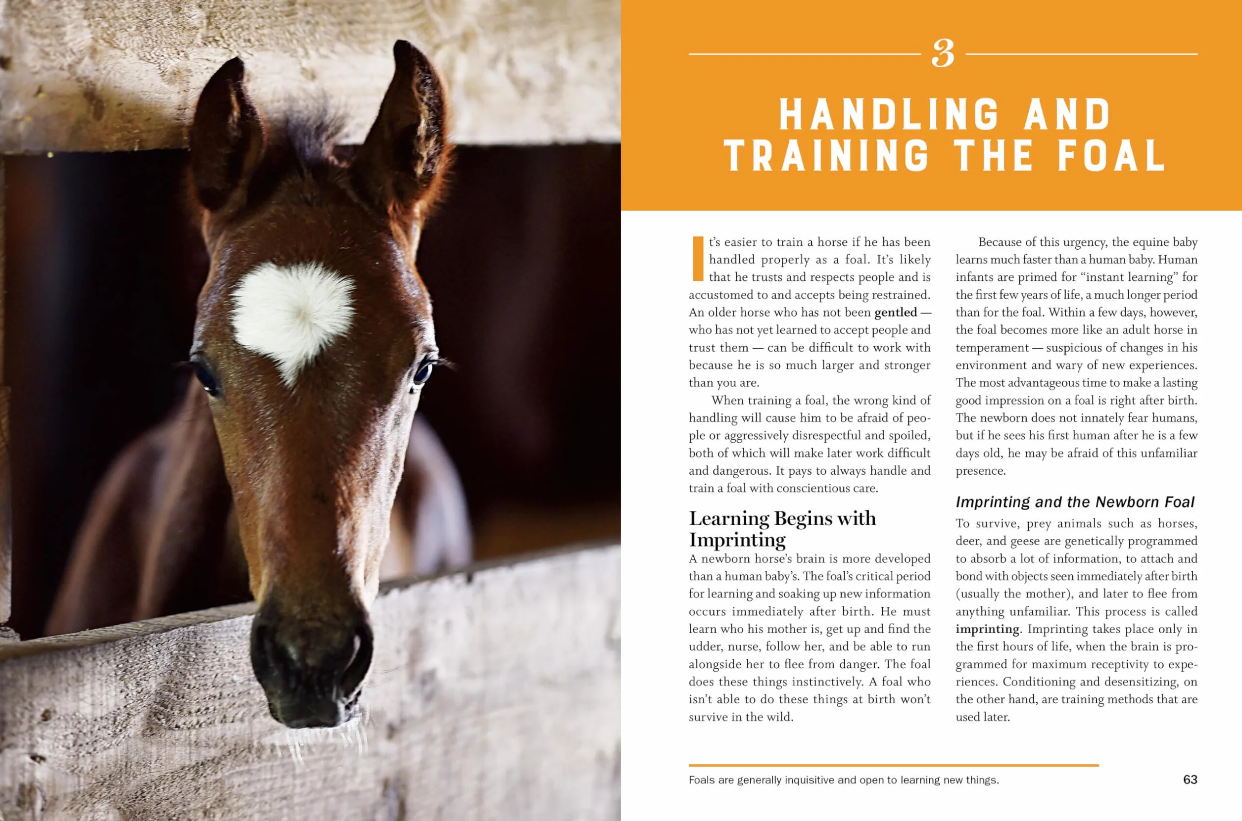 Storey's Guide to Training Horses, 3rd Edition: Ground Work, Driving, Riding