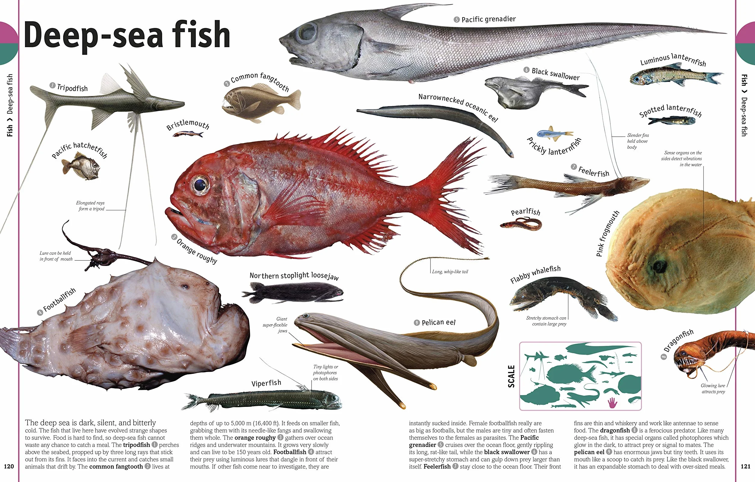 The Our World in Pictures The Animal Book: A Visual Encyclopedia of Life on Earth (DK Our World in Pictures): A Visual Animal Kingdom Encyclopedia for Kids