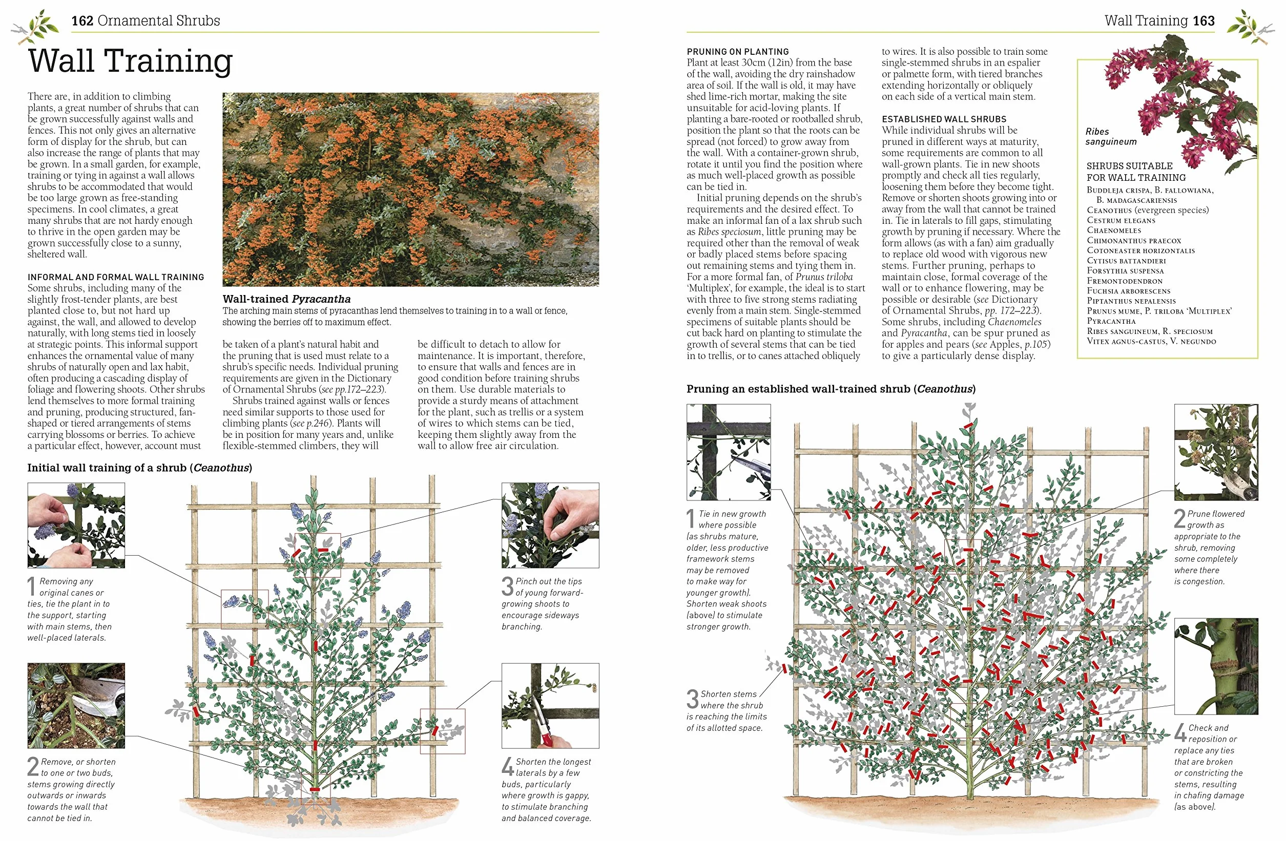 RHS Pruning and Training: Revised New Edition; Over 800 Plants; What, When, and How to Prune