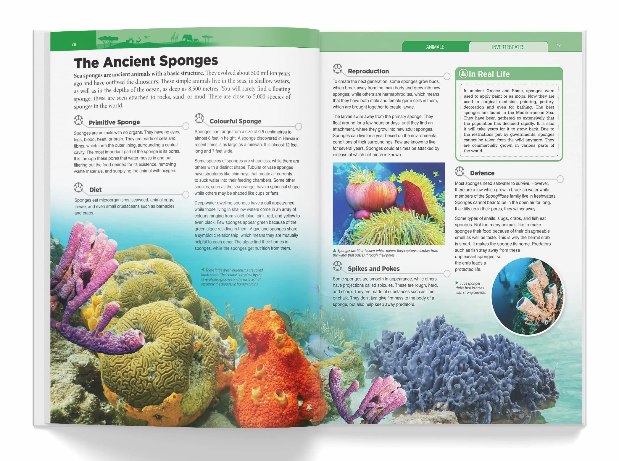 Knowledge Encyclopedia: Animals